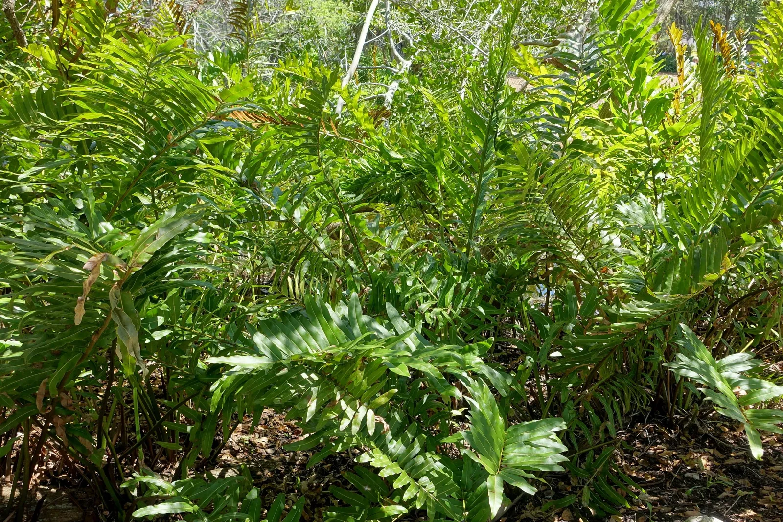 Casa de Christy Payne y Jardín Botánico Marie Selby