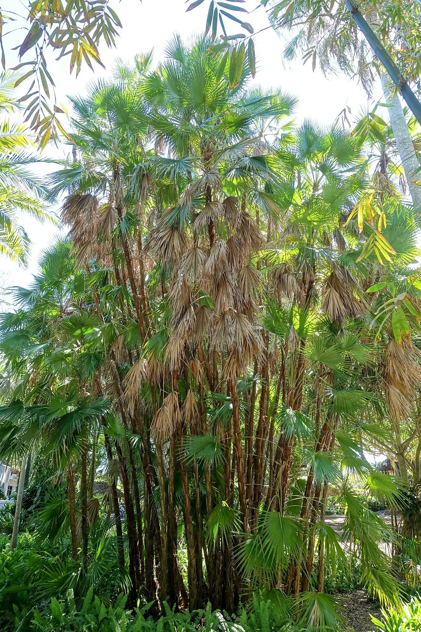 Casa de Christy Payne y Jardín Botánico Marie Selby