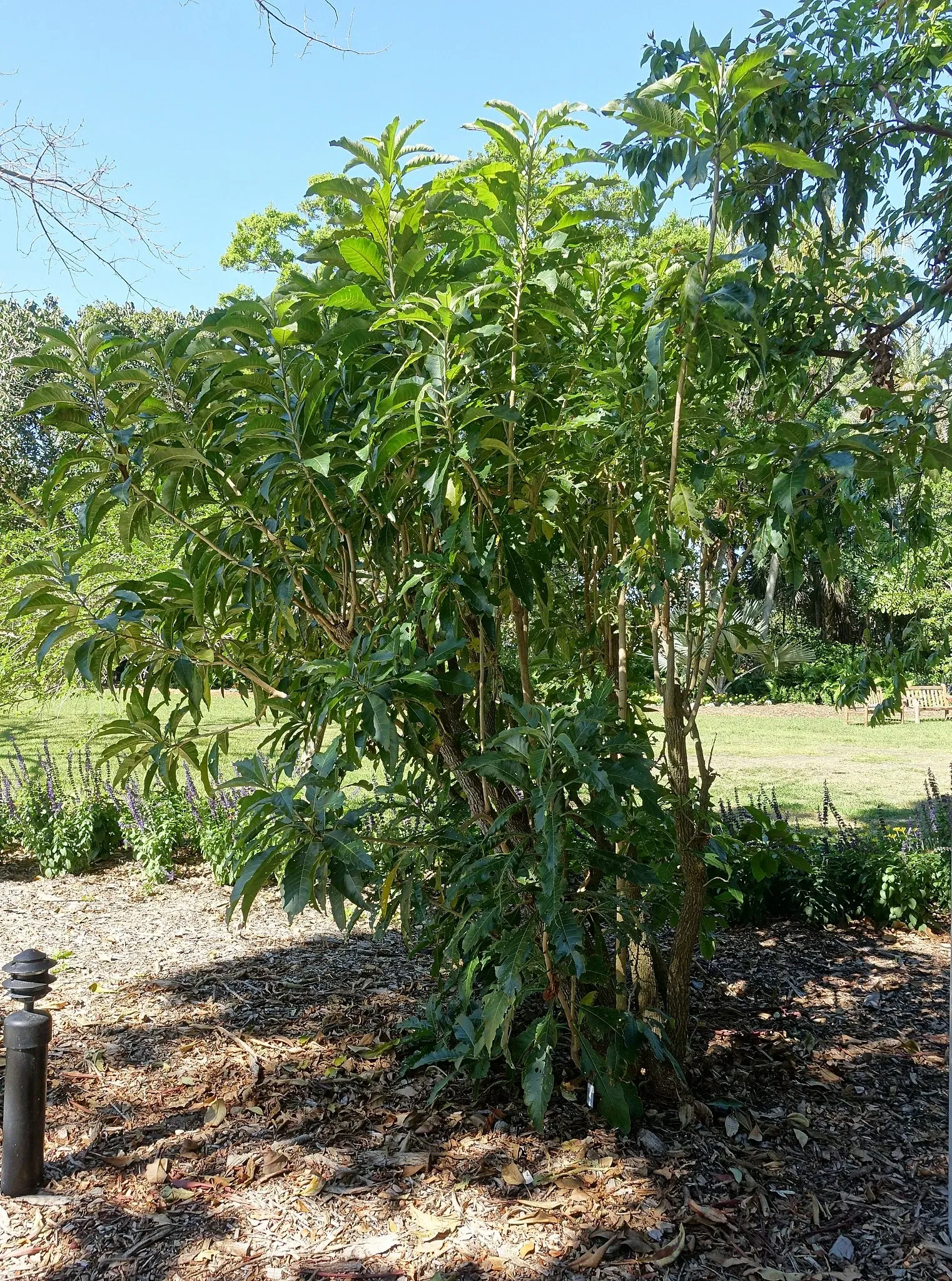 Marie Selby Botanical Gardens