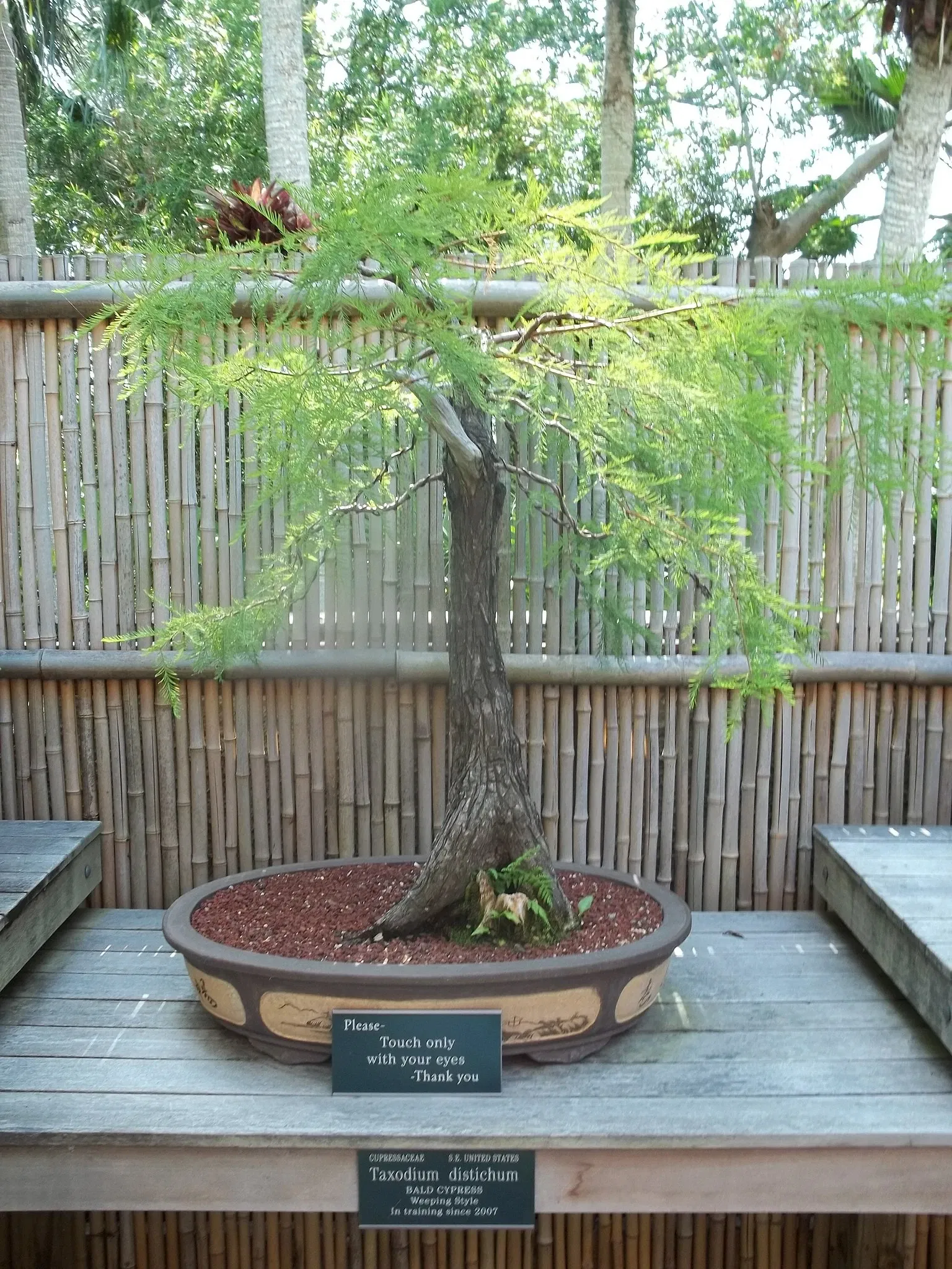 Marie Selby Botanical Gardens