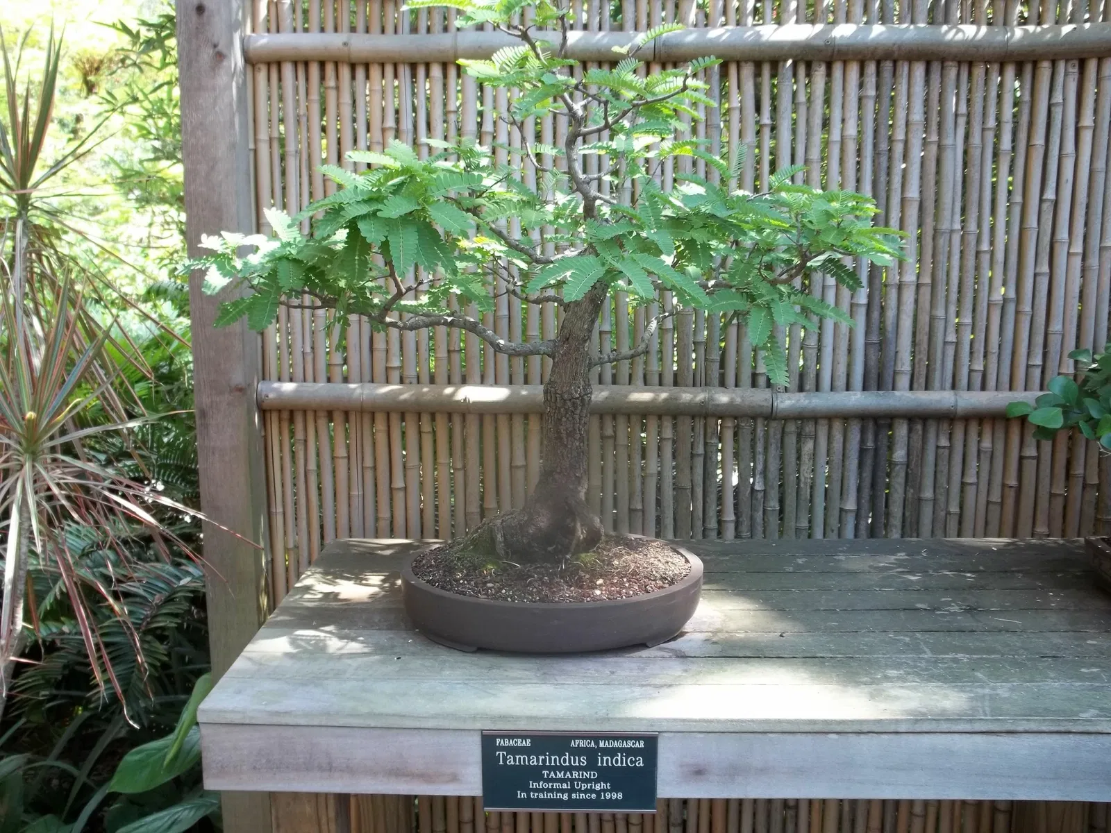 Marie Selby Botanical Gardens