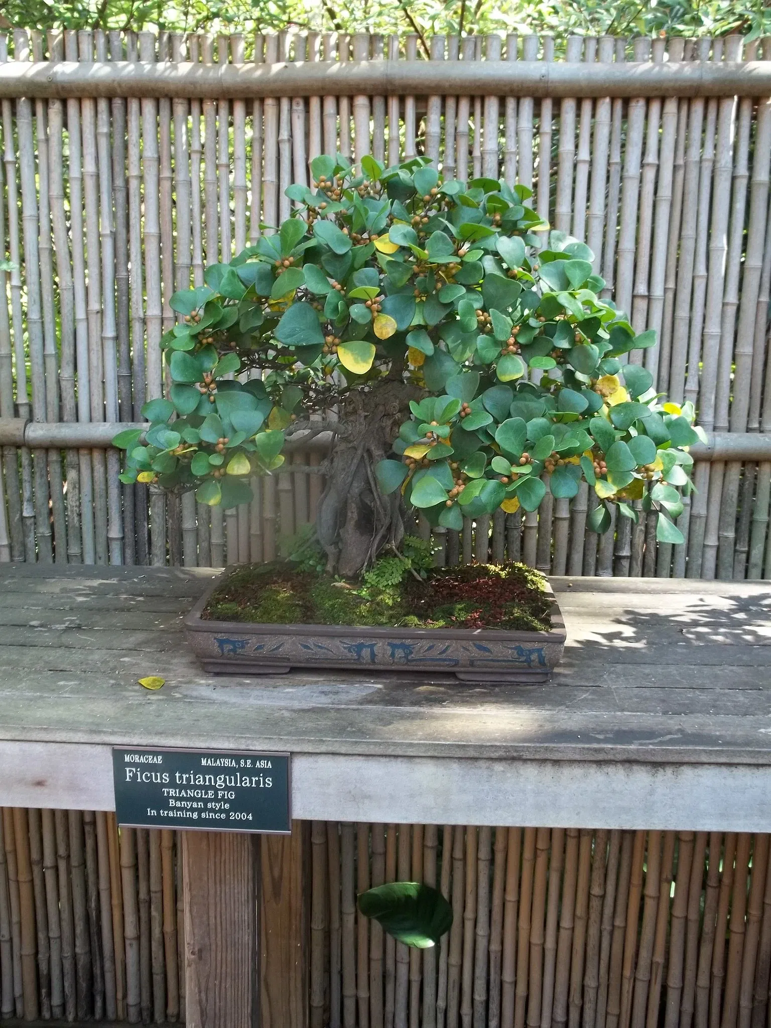 Marie Selby Botanical Gardens