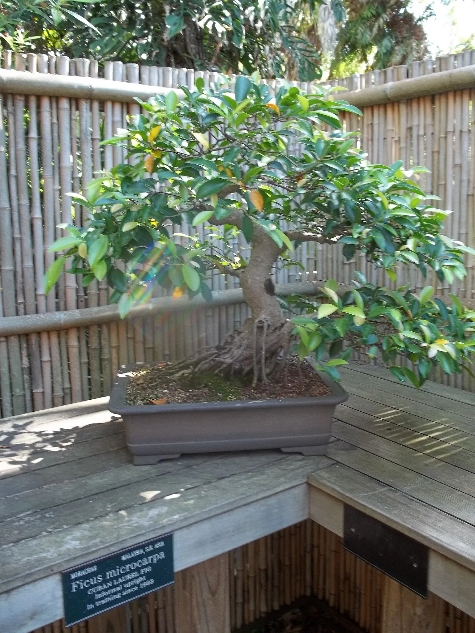 Marie Selby Botanical Gardens