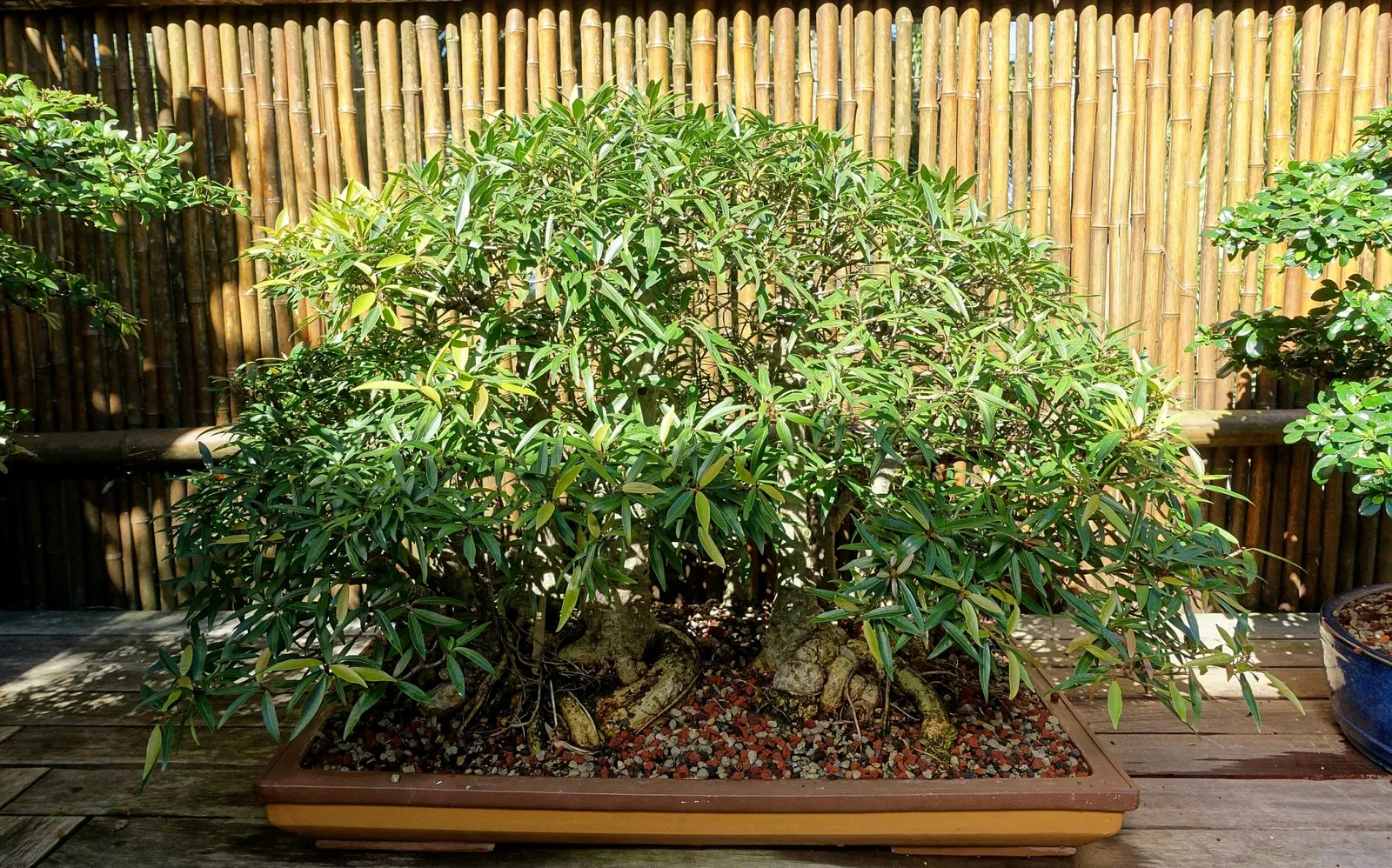 Casa de Christy Payne y Jardín Botánico Marie Selby