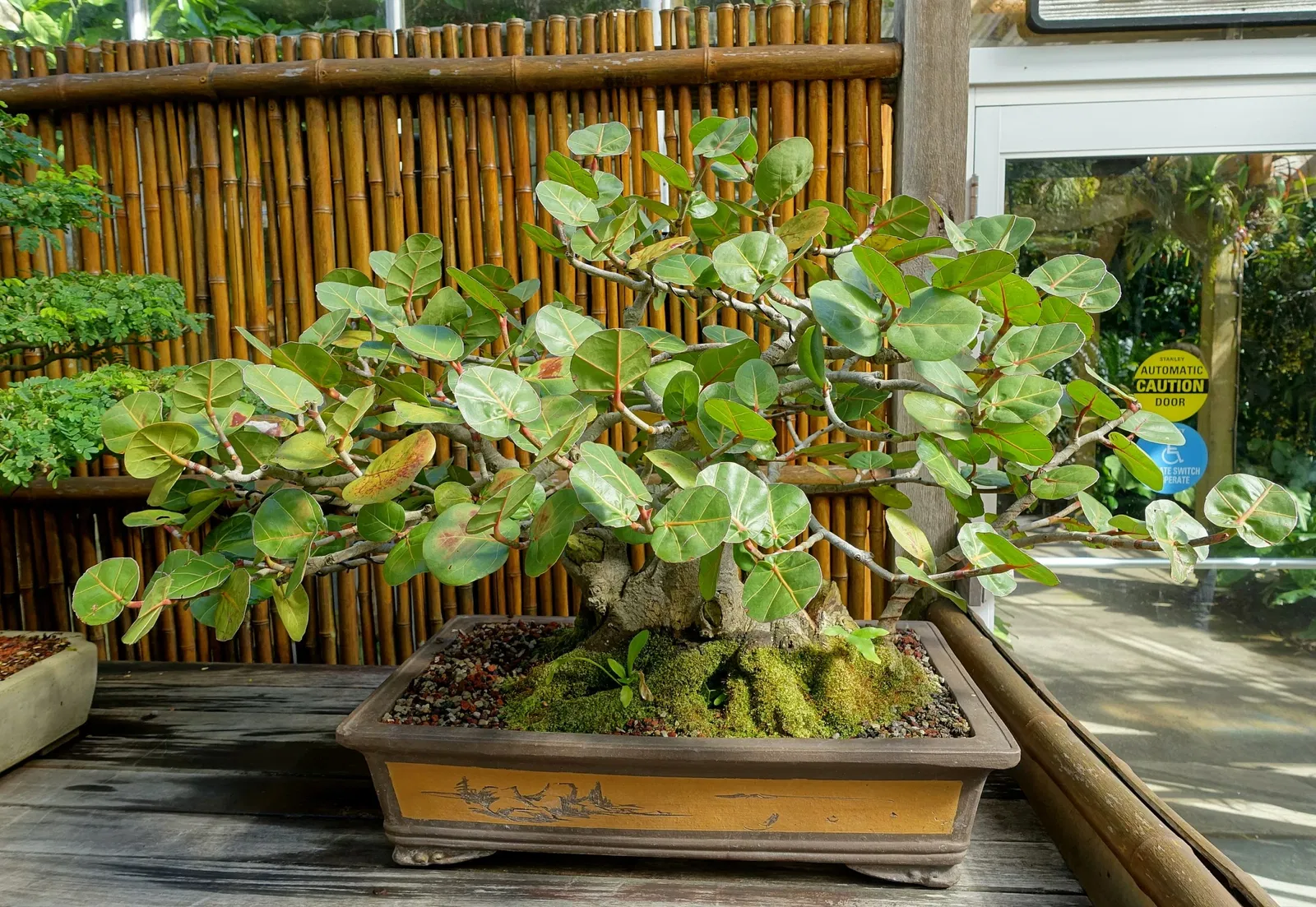 Marie Selby Botanical Gardens