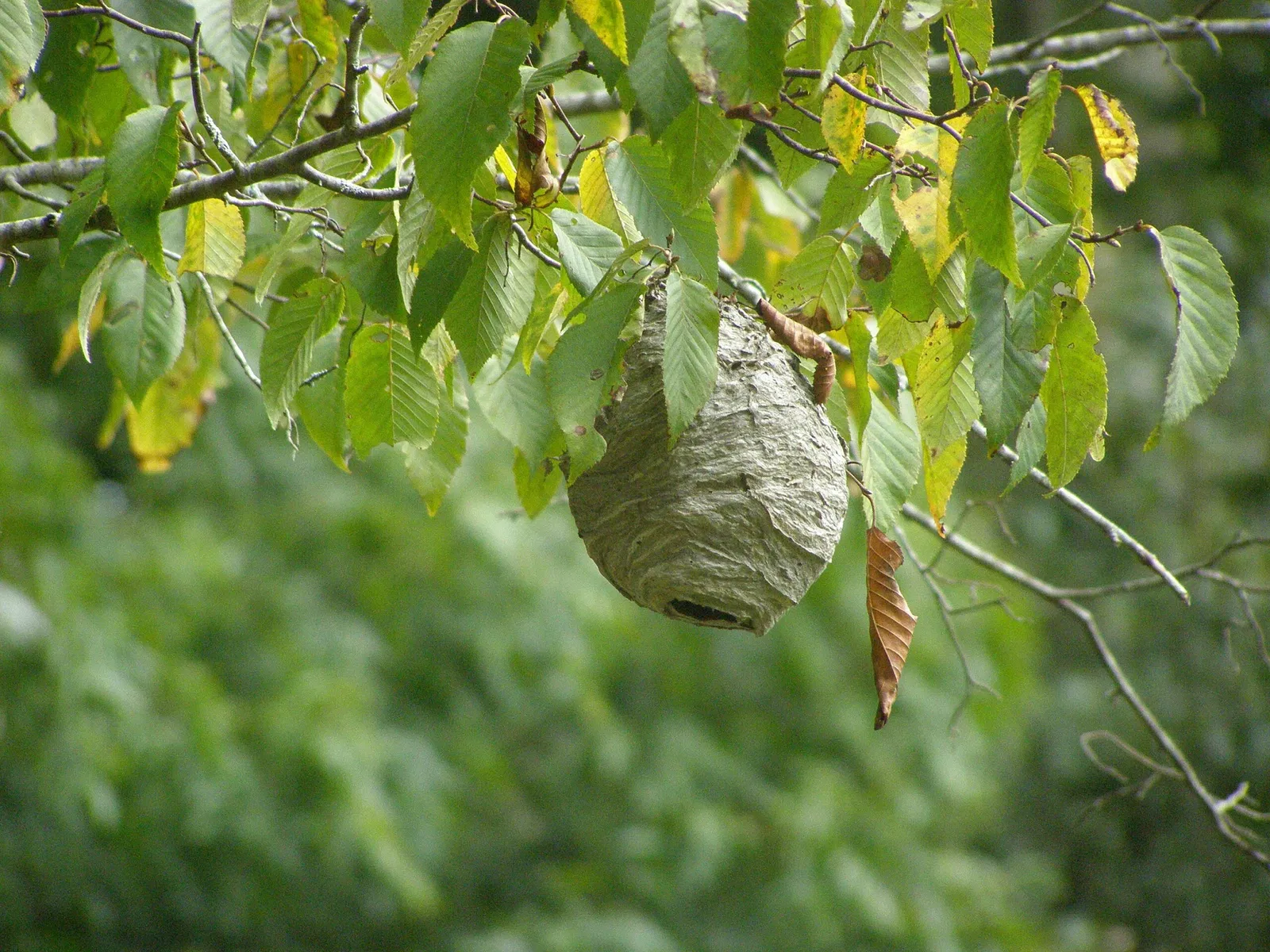 Mountain Farm Museum