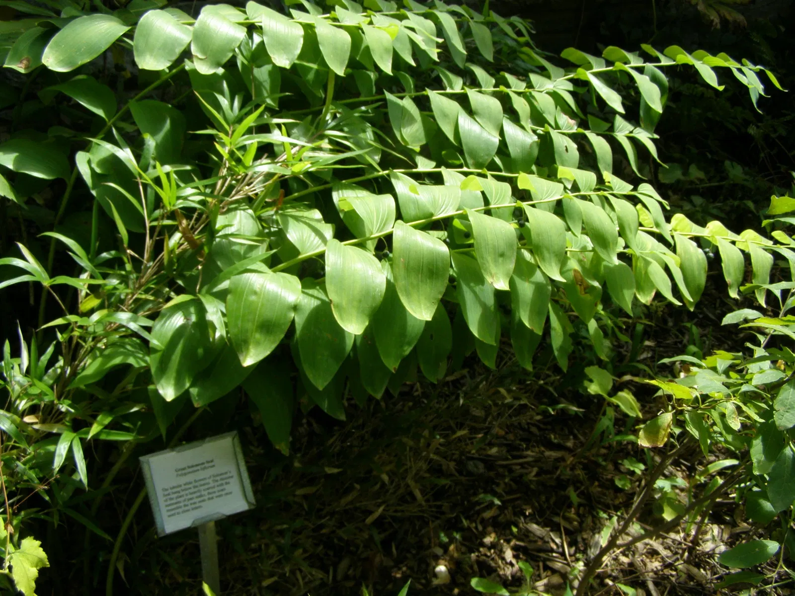 Mountain Farm Museum