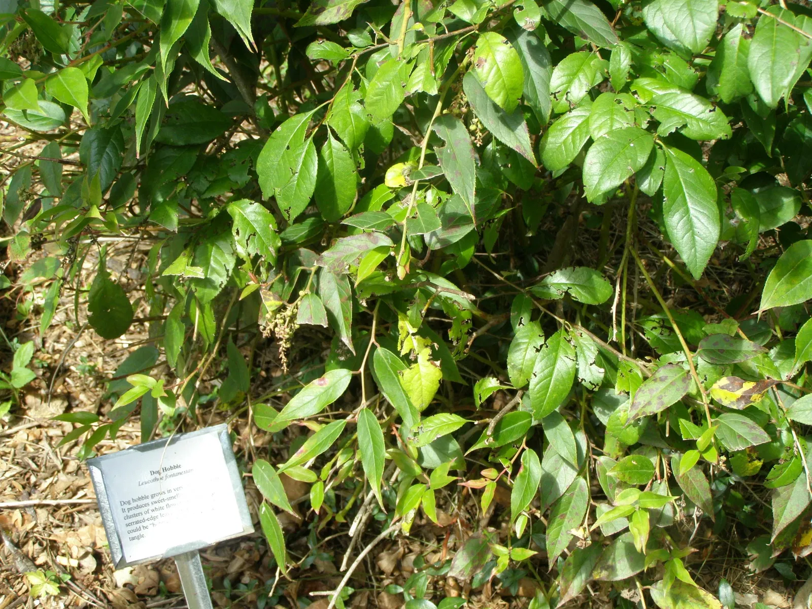 Mountain Farm Museum