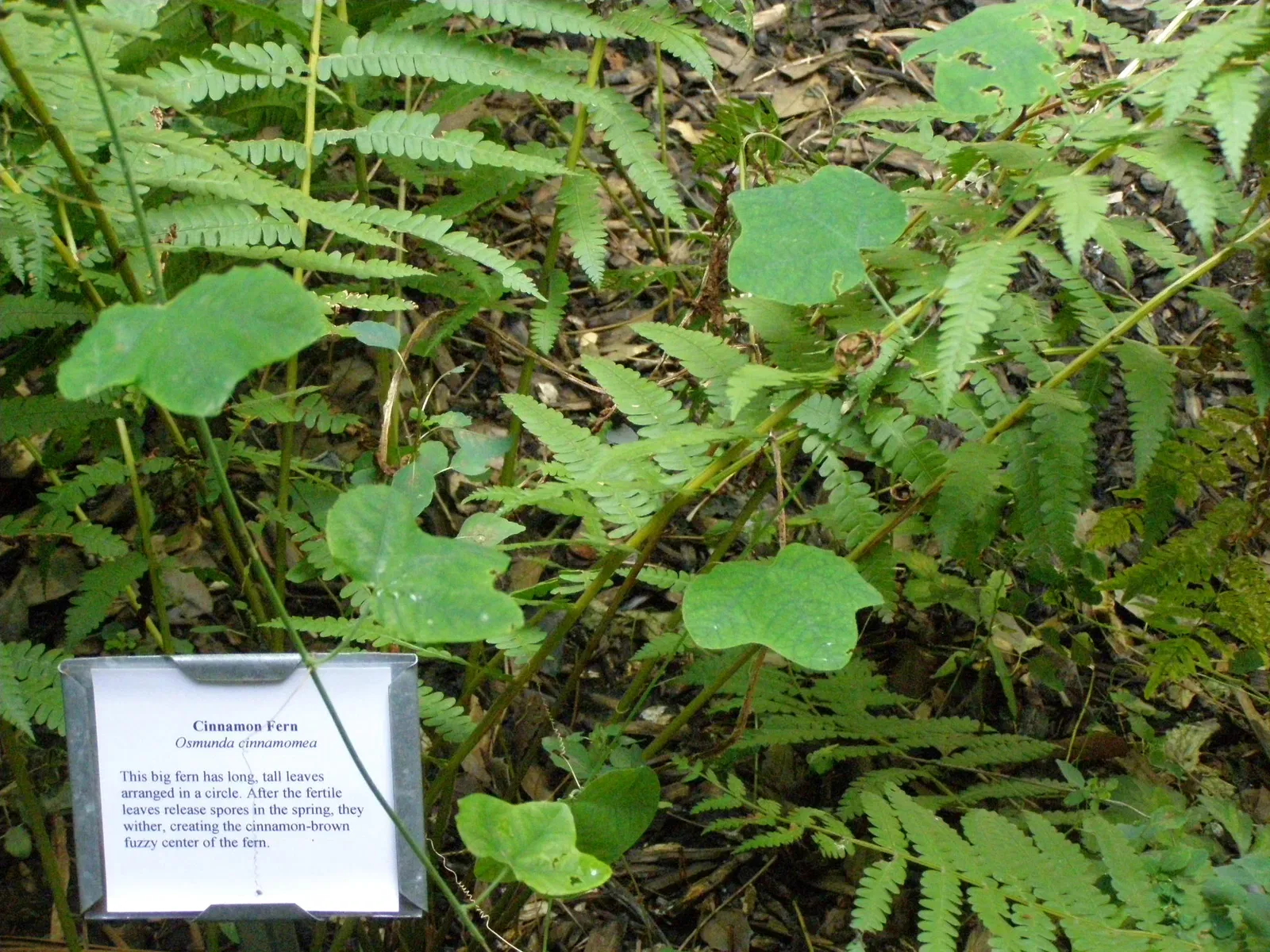 Mountain Farm Museum