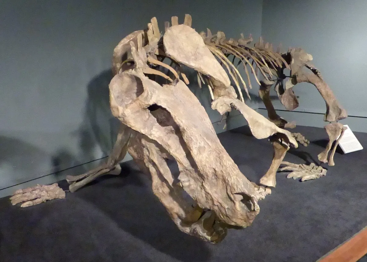 Museo de Historia Natural de Arizona