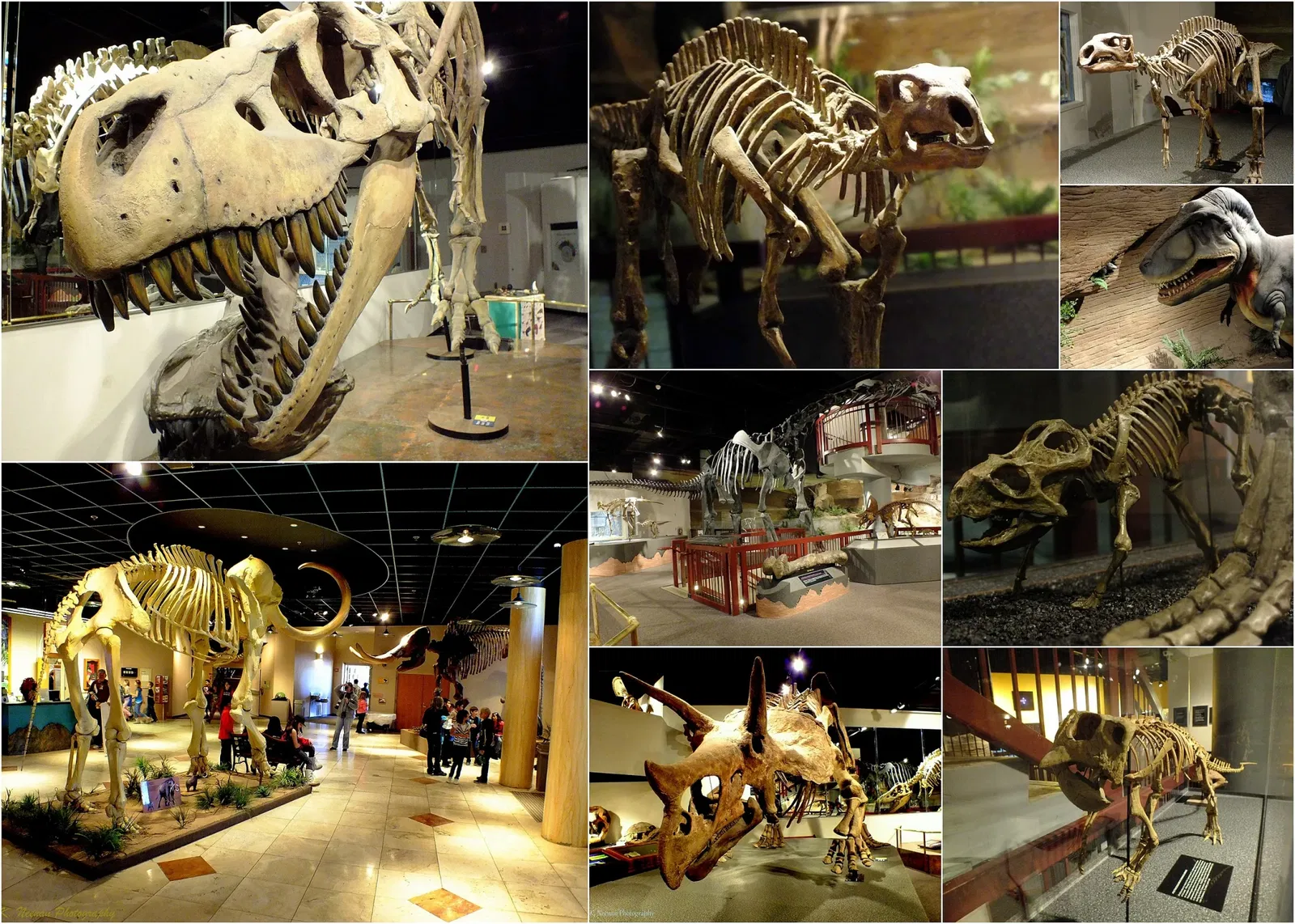 Museo de Historia Natural de Arizona