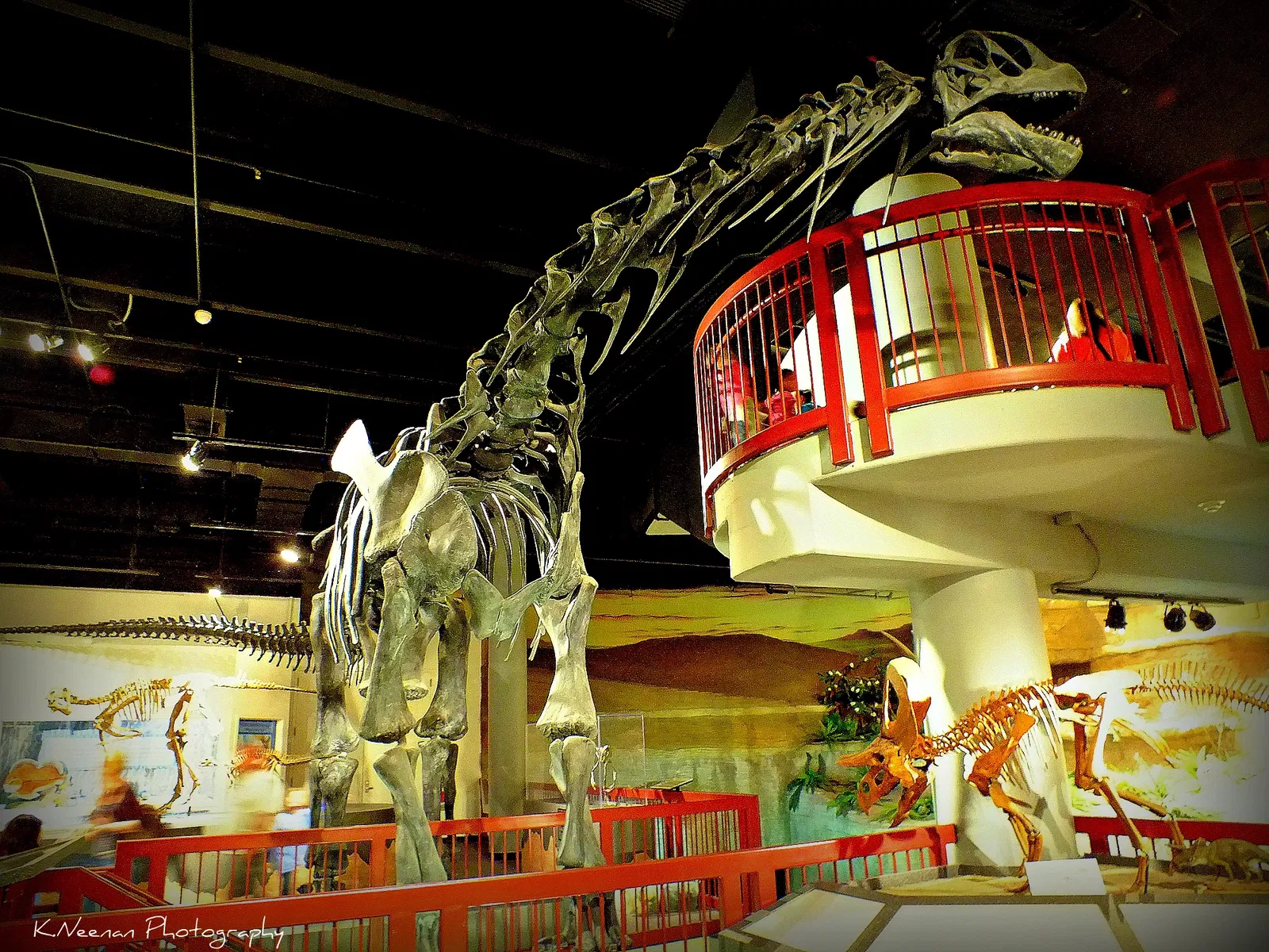 Museo de Historia Natural de Arizona