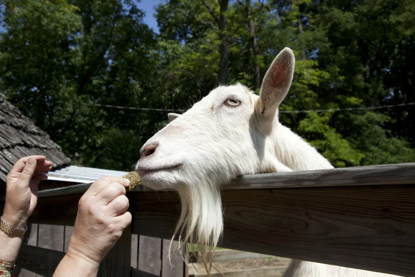 Burritt on the Mountain