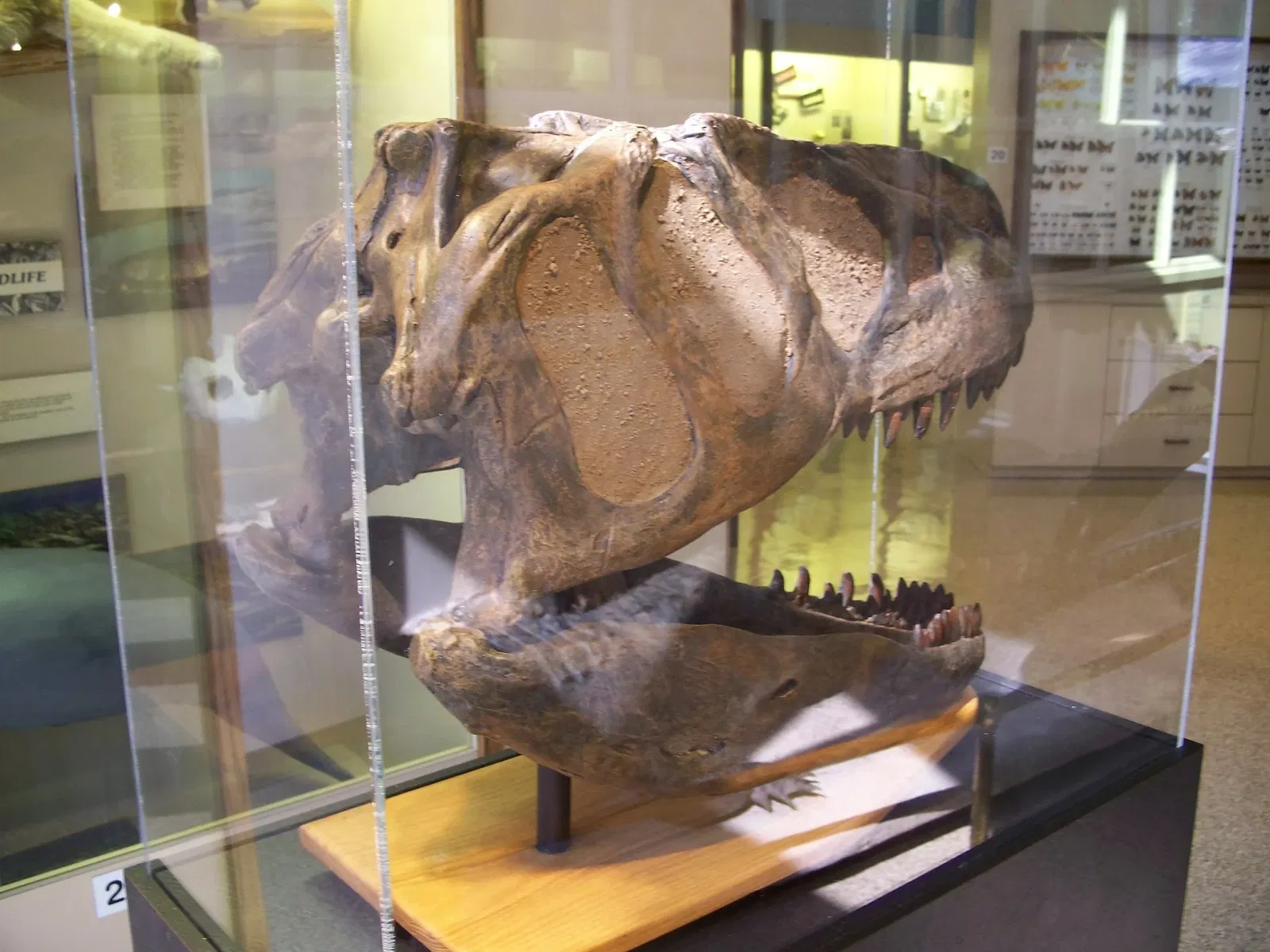 Silver River Museum and Environmental Education Center