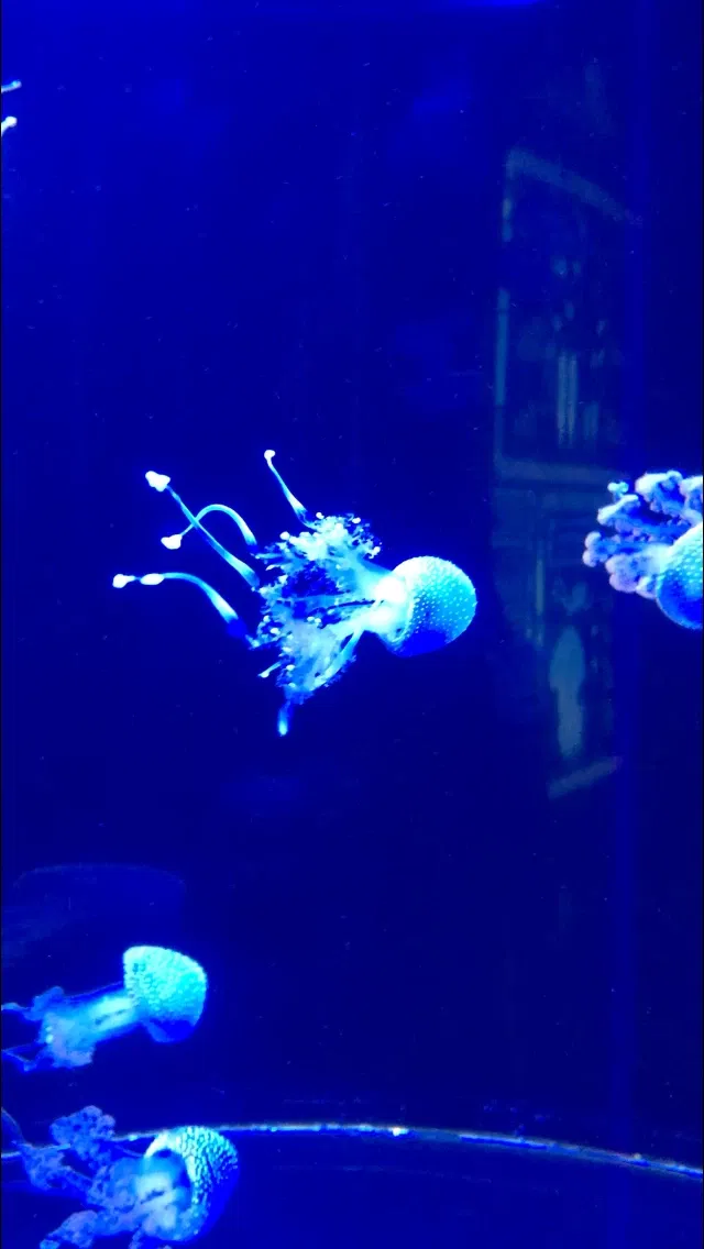 Acquario delle Cascate del Niagara