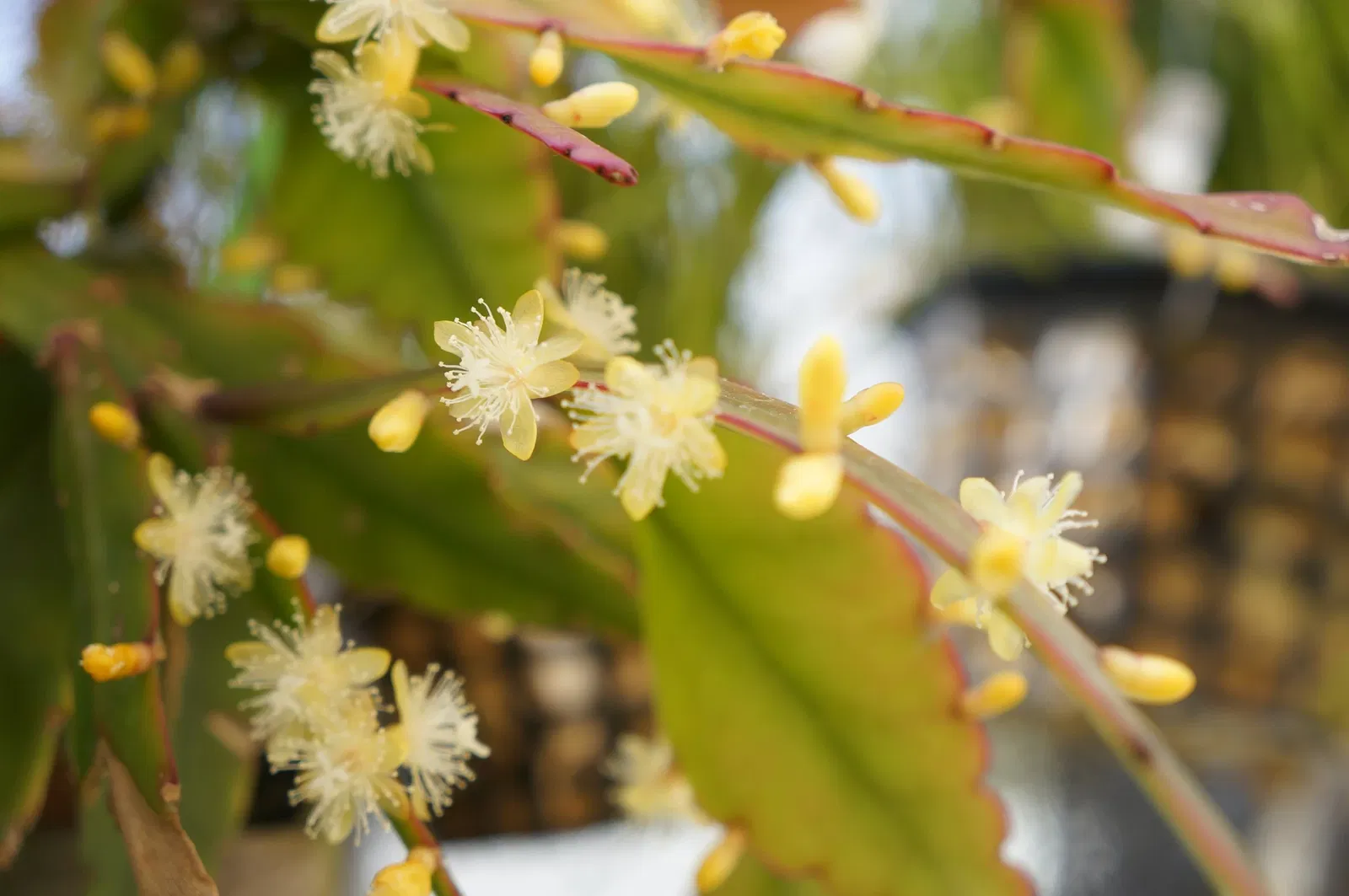Lyman Estate Greenhouses