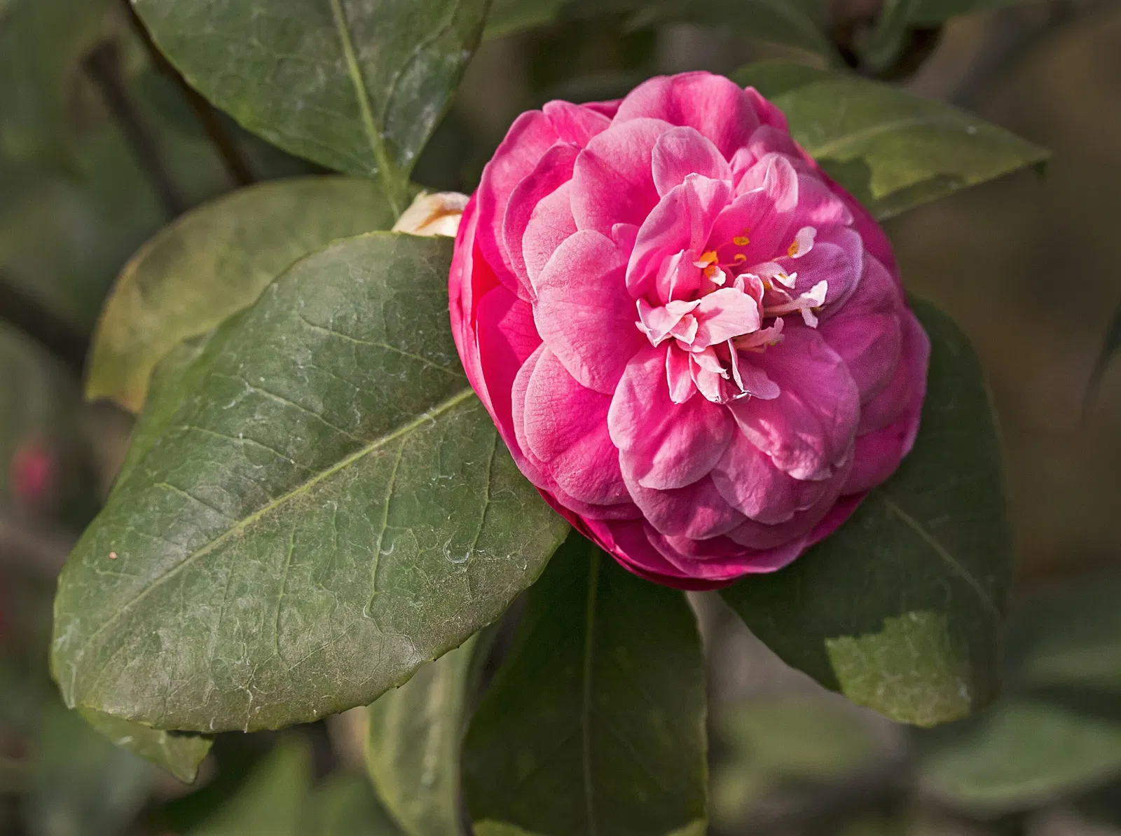 Lyman Estate Greenhouses