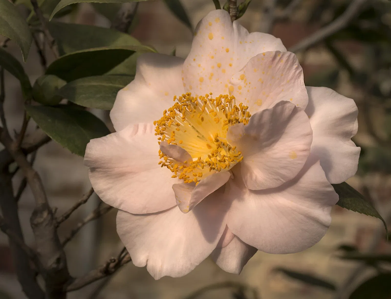 Lyman Estate Greenhouses