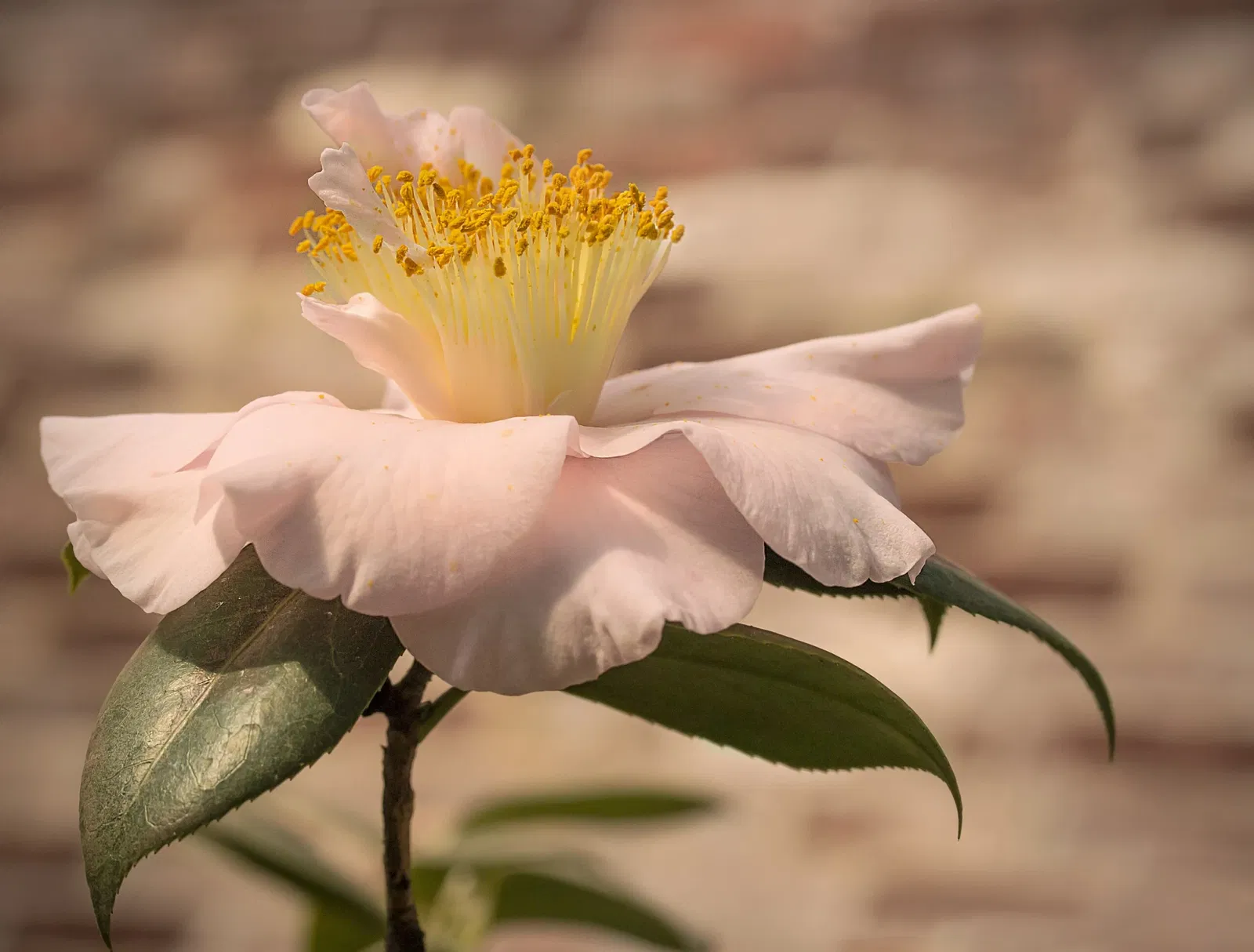 Lyman Estate Greenhouses