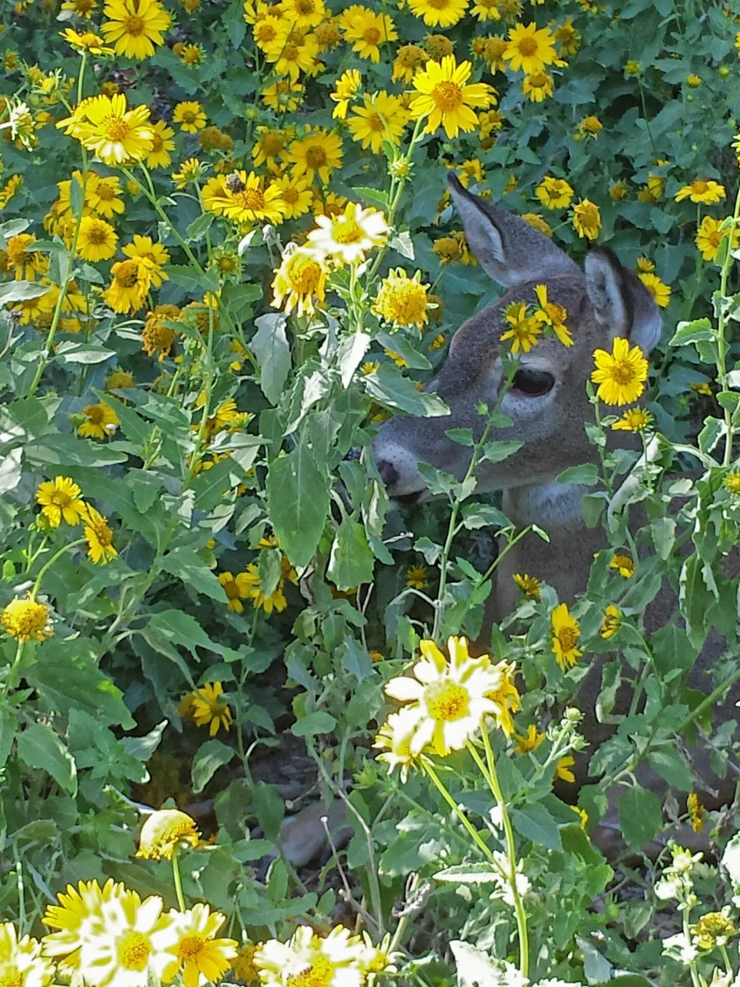 Heard Natural Science Museum & Sanctuary