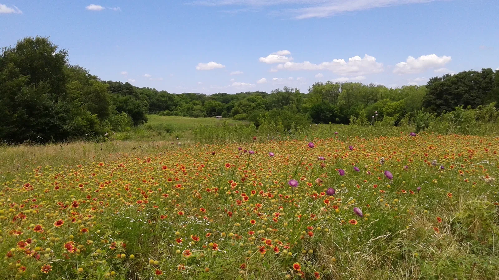Heard Natural Science Museum & Sanctuary