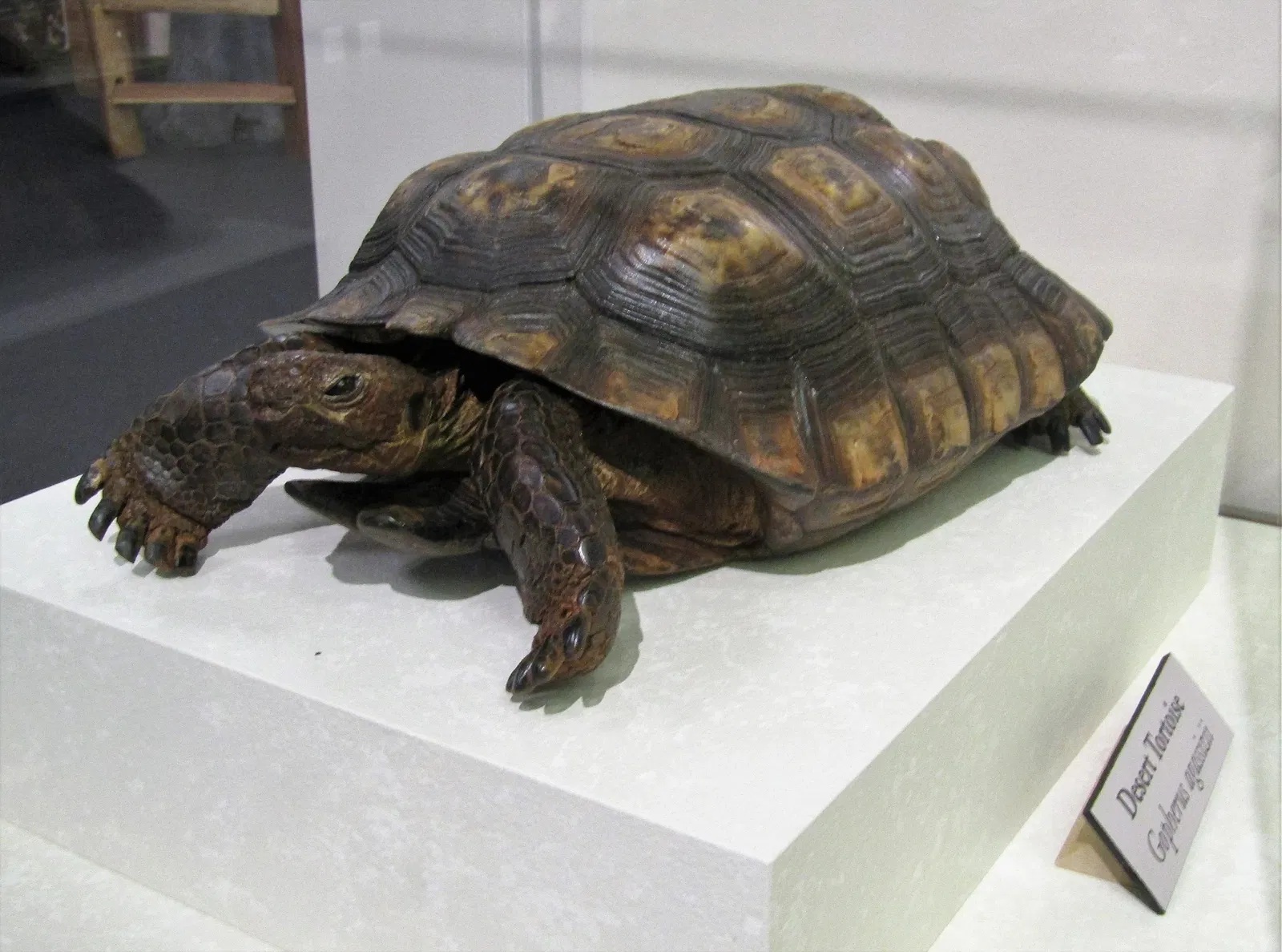 Bean Life Science Museum