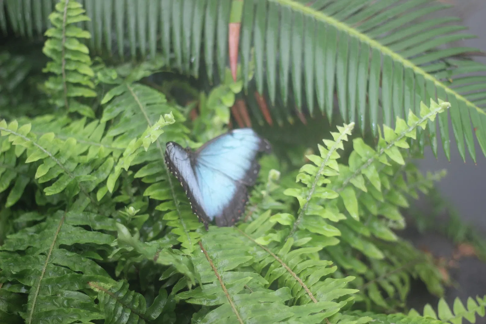 Museum of Ancient Life - Thanksgiving Point