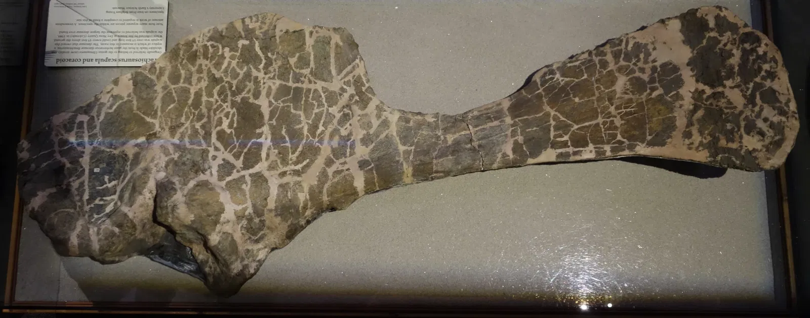 Museum of Ancient Life - Thanksgiving Point