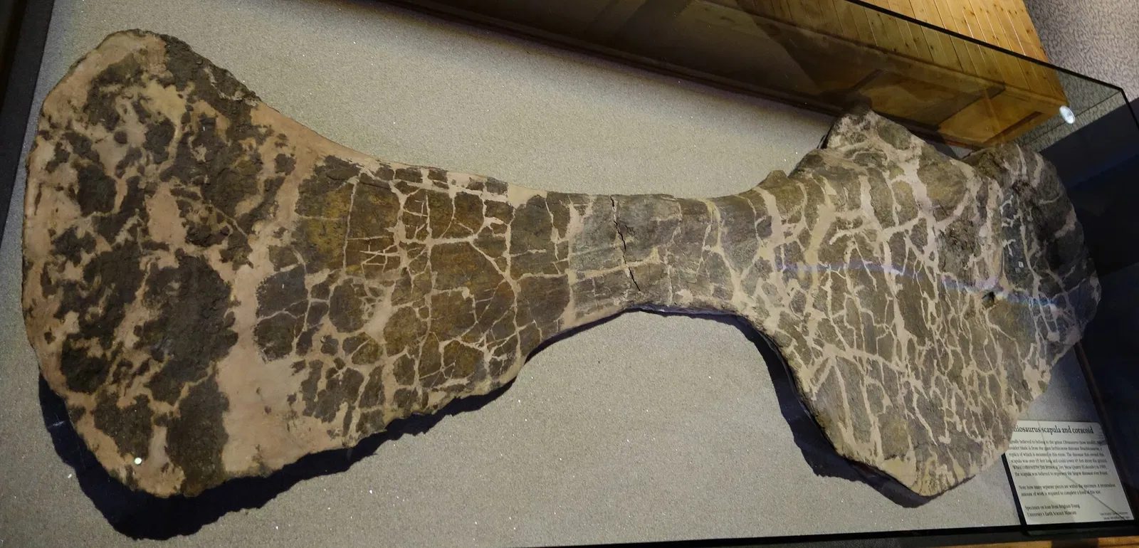 Museum of Ancient Life - Thanksgiving Point