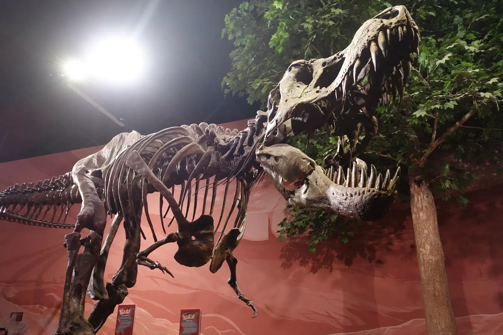 Museum of Ancient Life - Thanksgiving Point