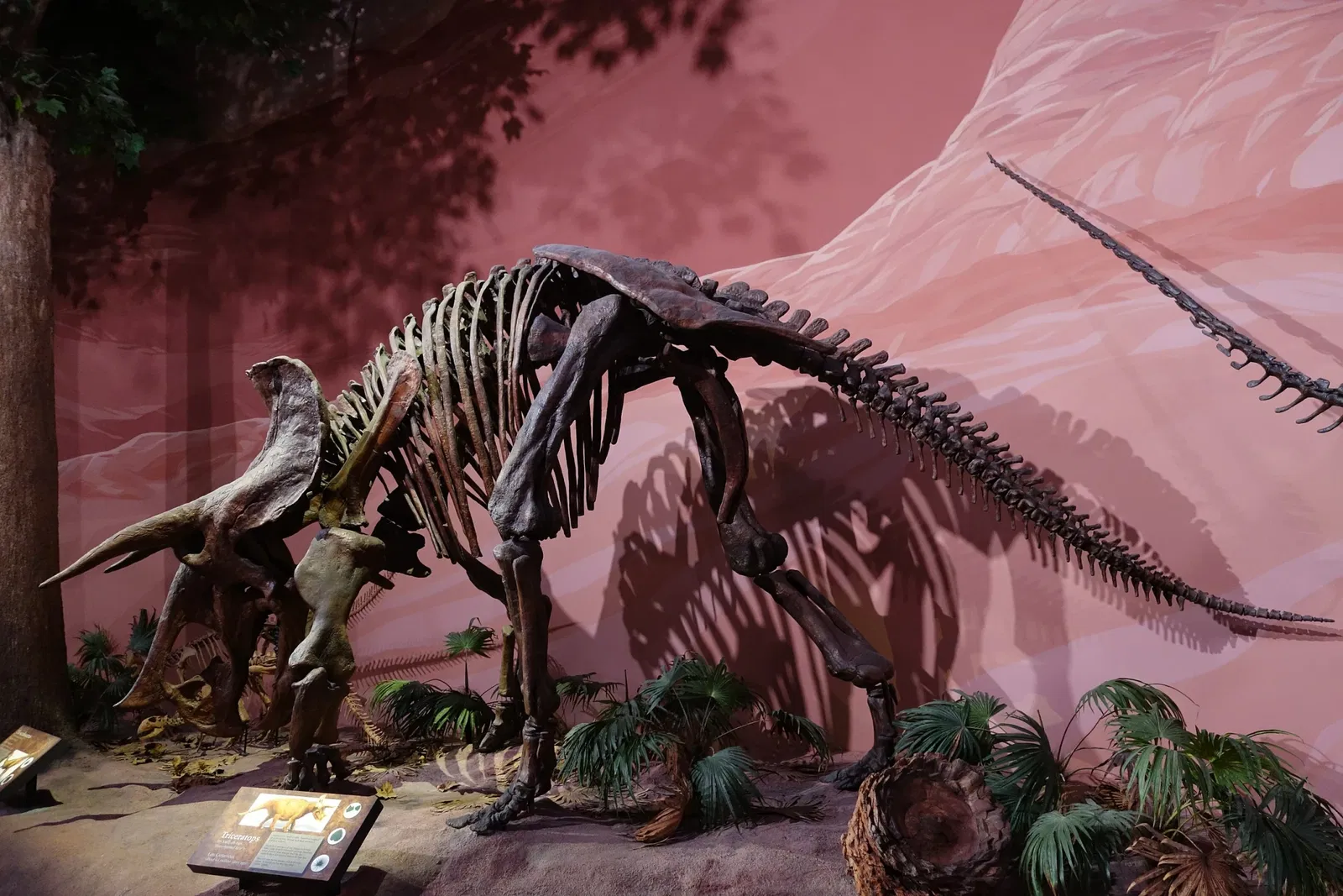 Museum of Ancient Life - Thanksgiving Point