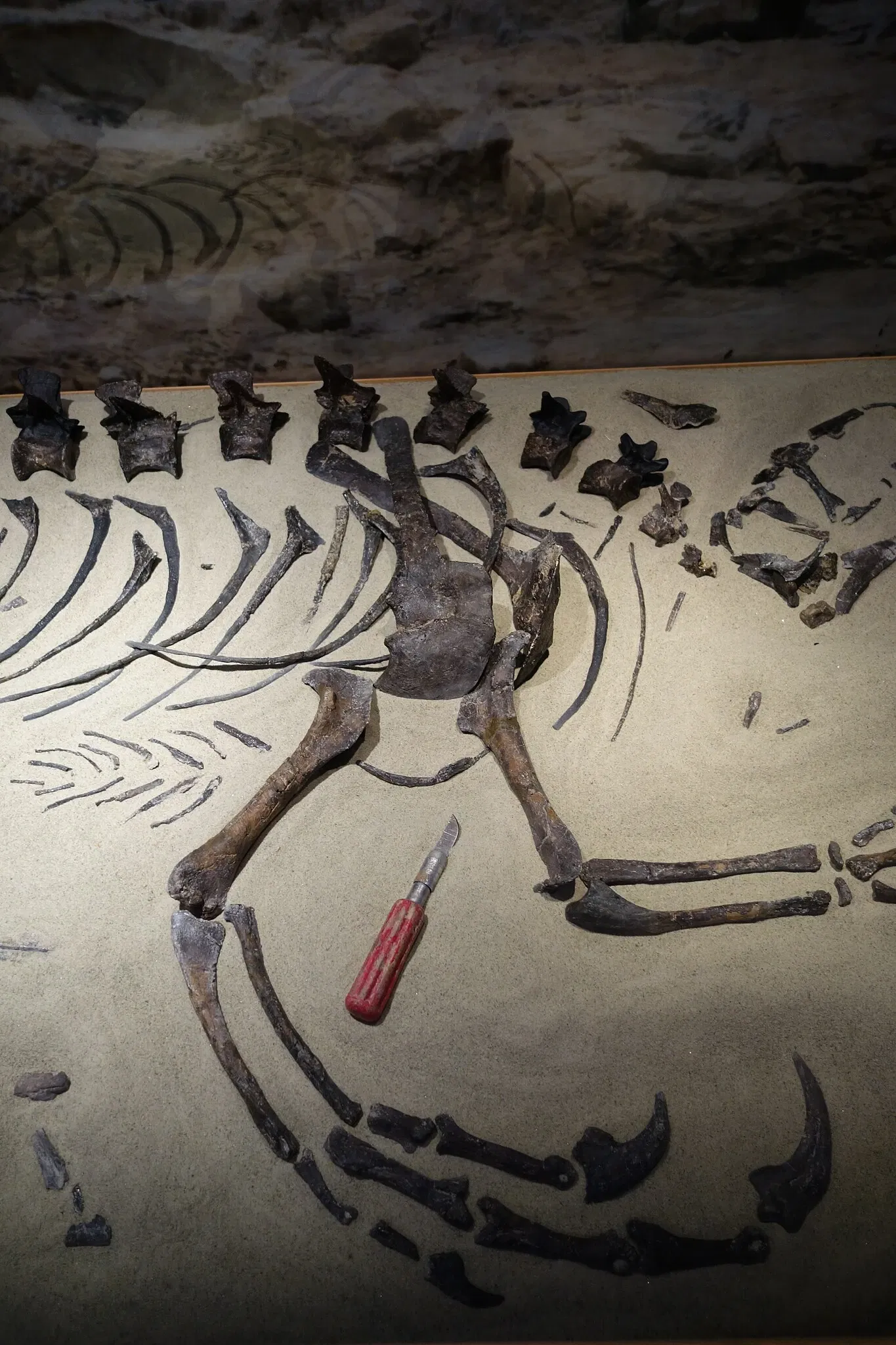 Museum of Ancient Life - Thanksgiving Point