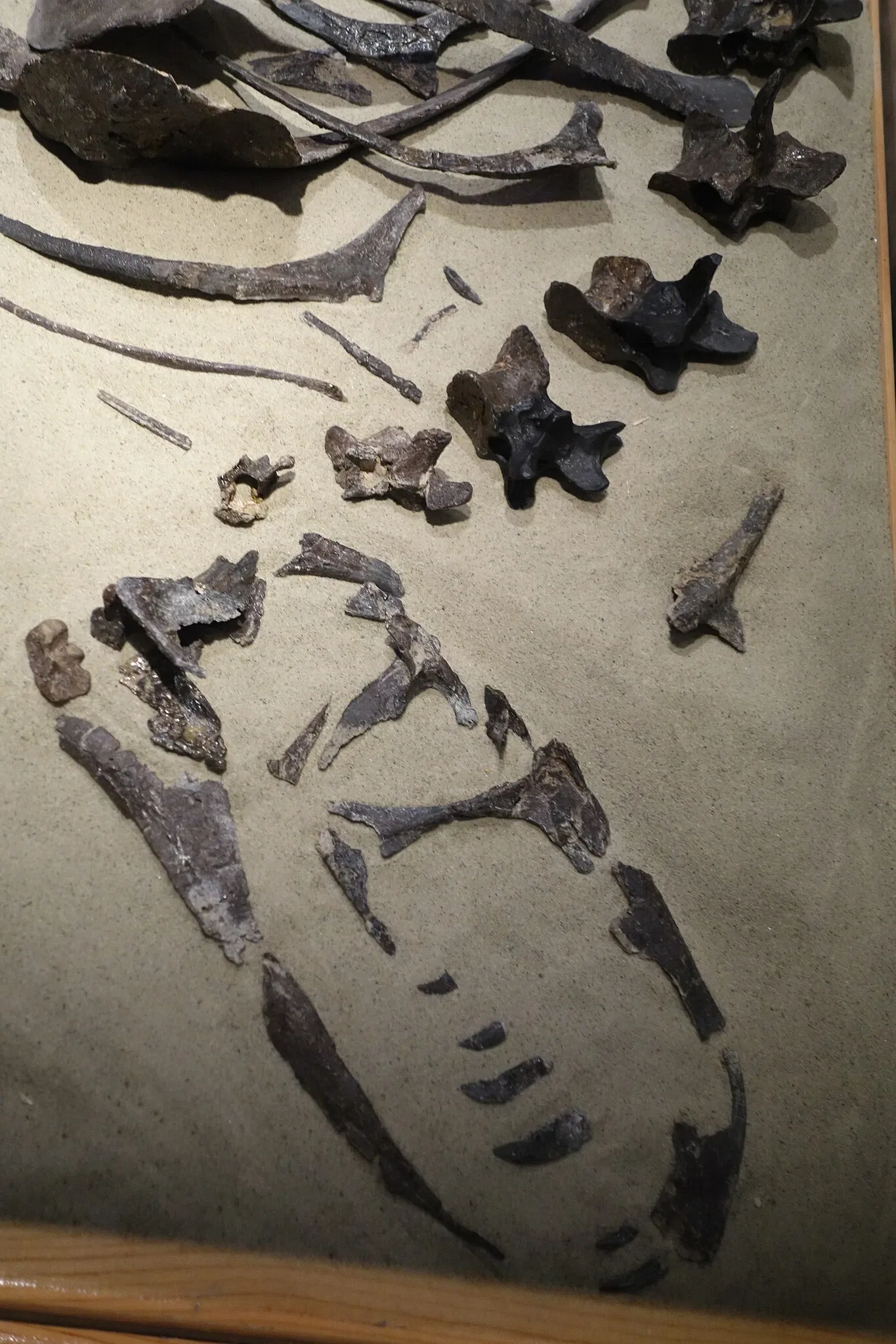 Museum of Ancient Life - Thanksgiving Point