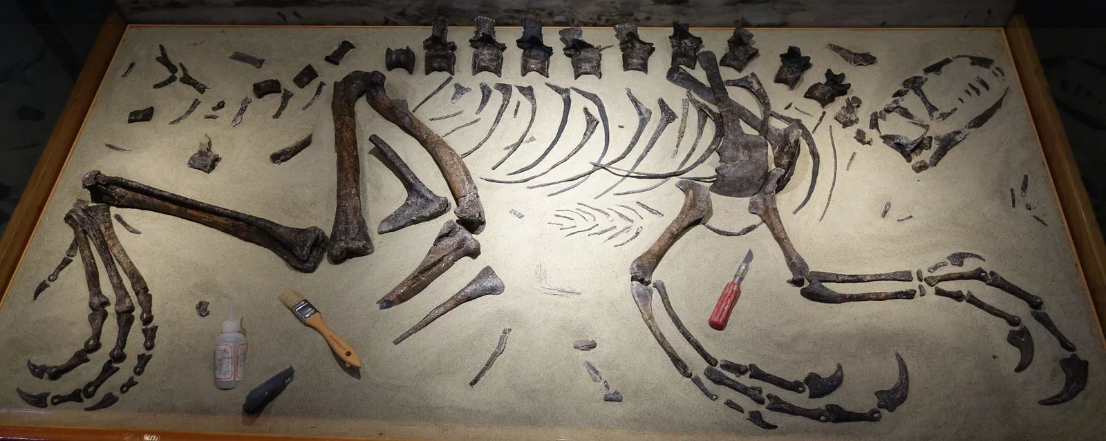 Museum of Ancient Life - Thanksgiving Point