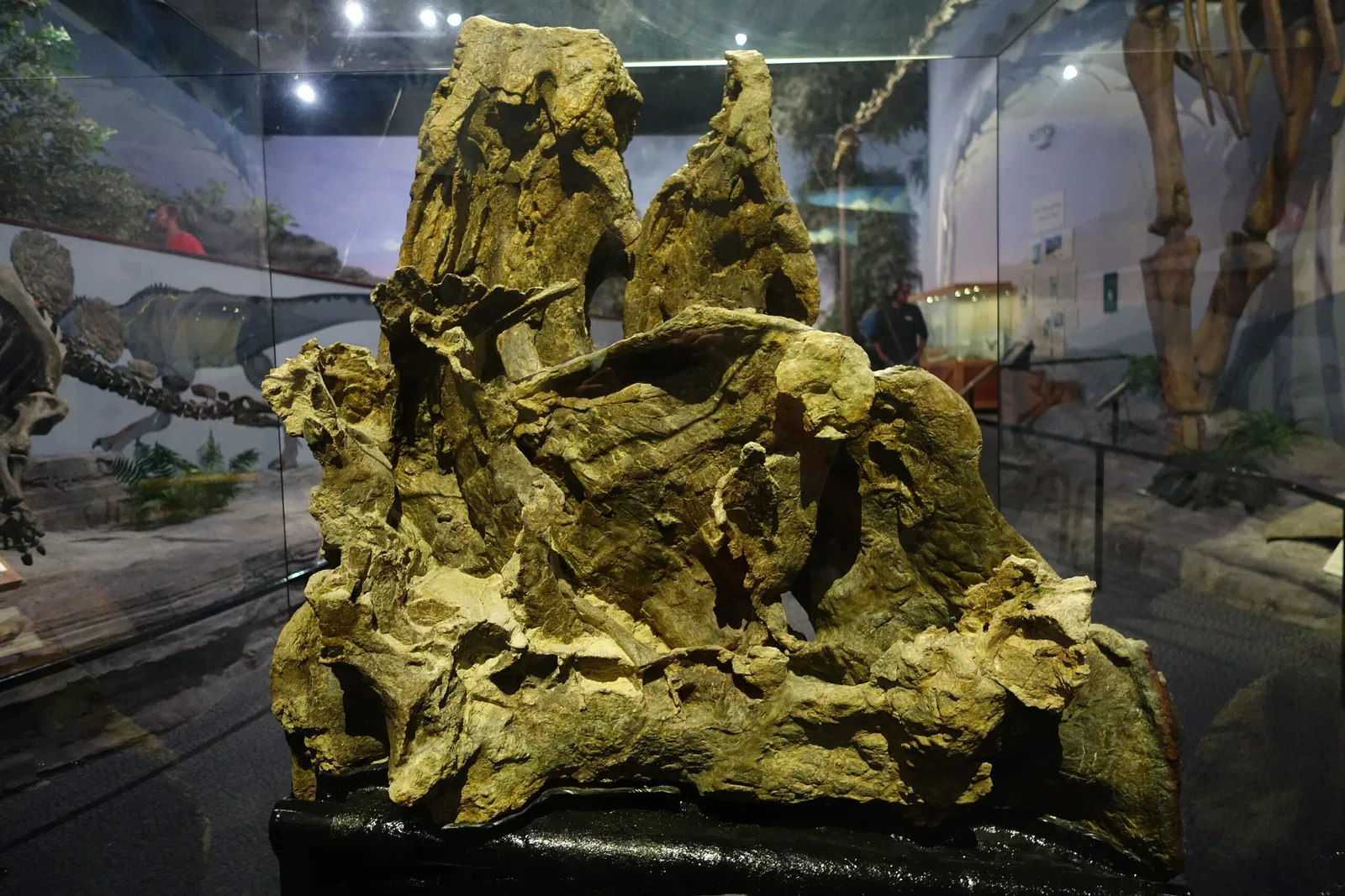 Museum of Ancient Life - Thanksgiving Point