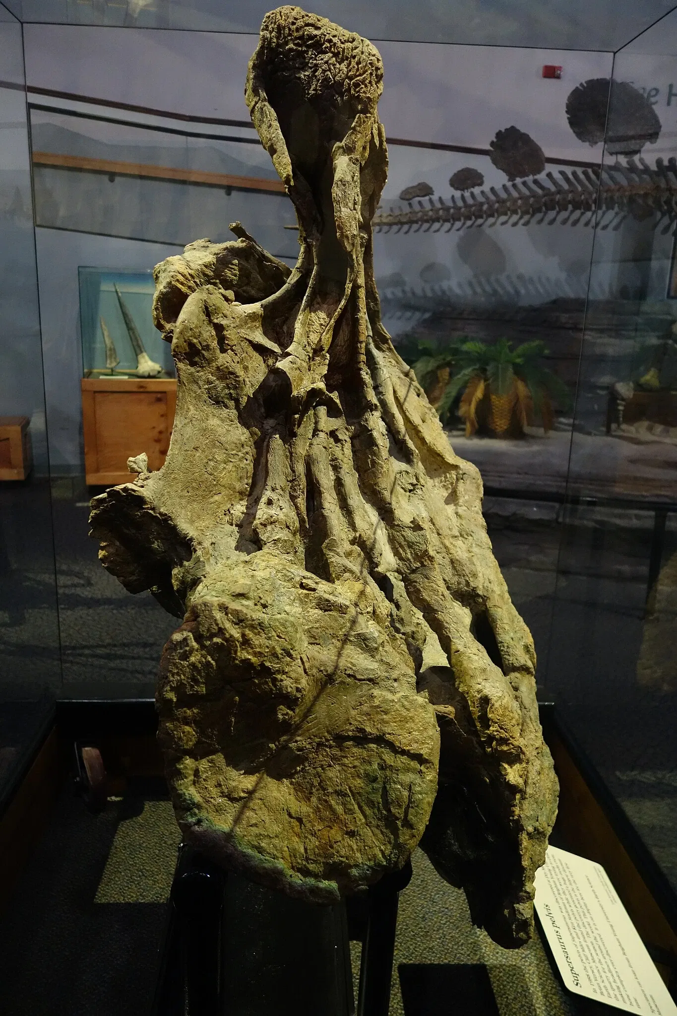 Museum of Ancient Life - Thanksgiving Point