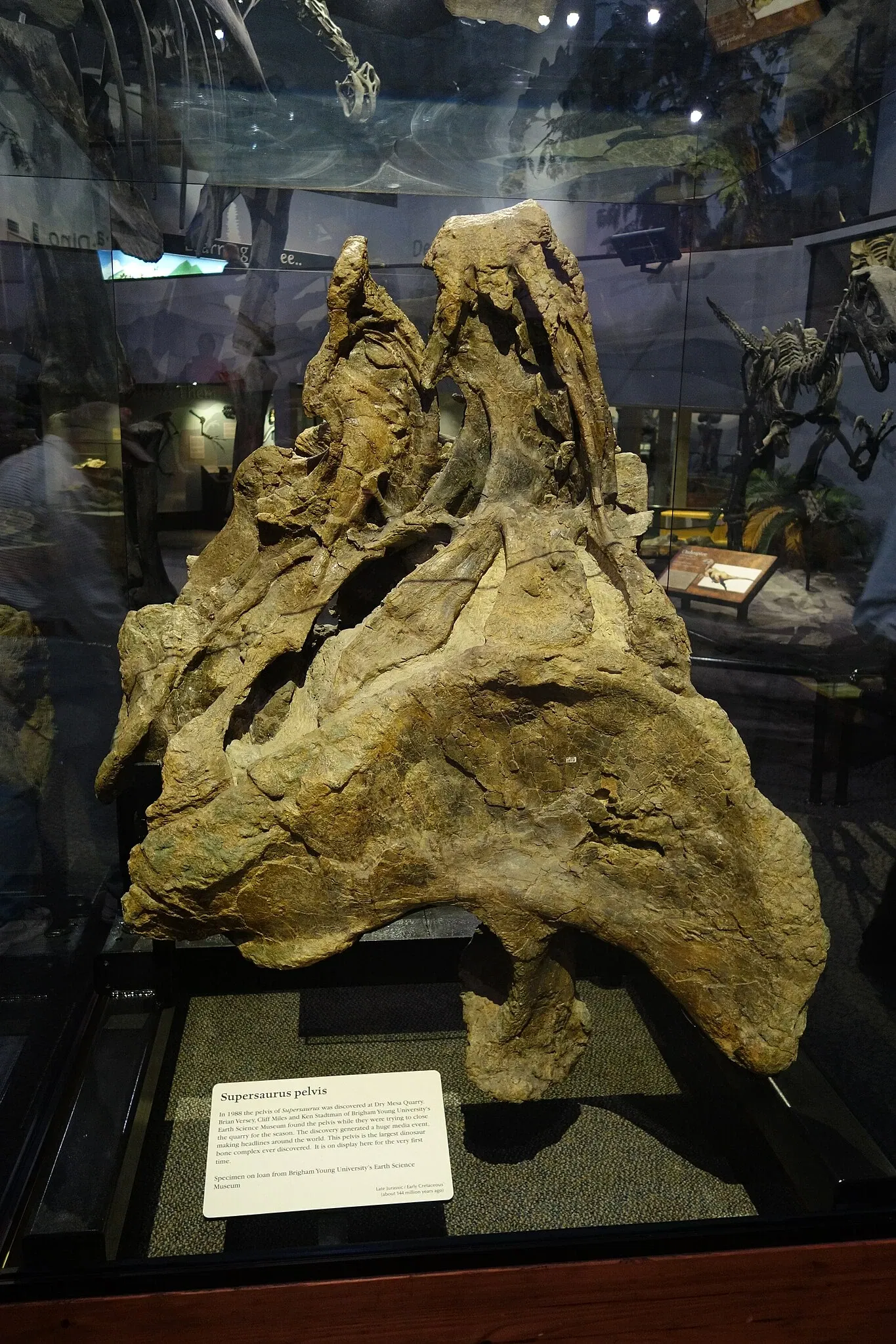 Museum of Ancient Life - Thanksgiving Point