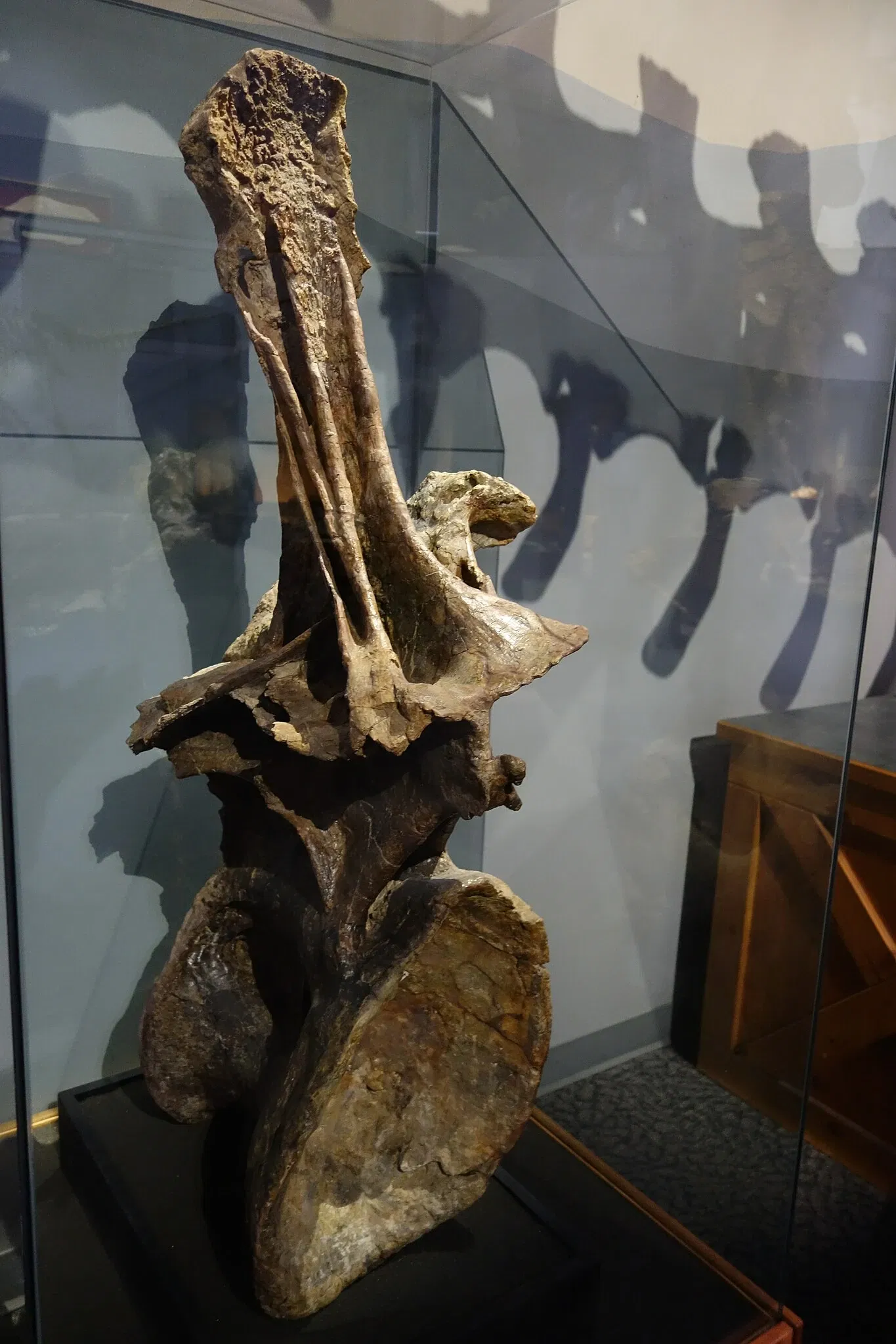 Museum of Ancient Life - Thanksgiving Point