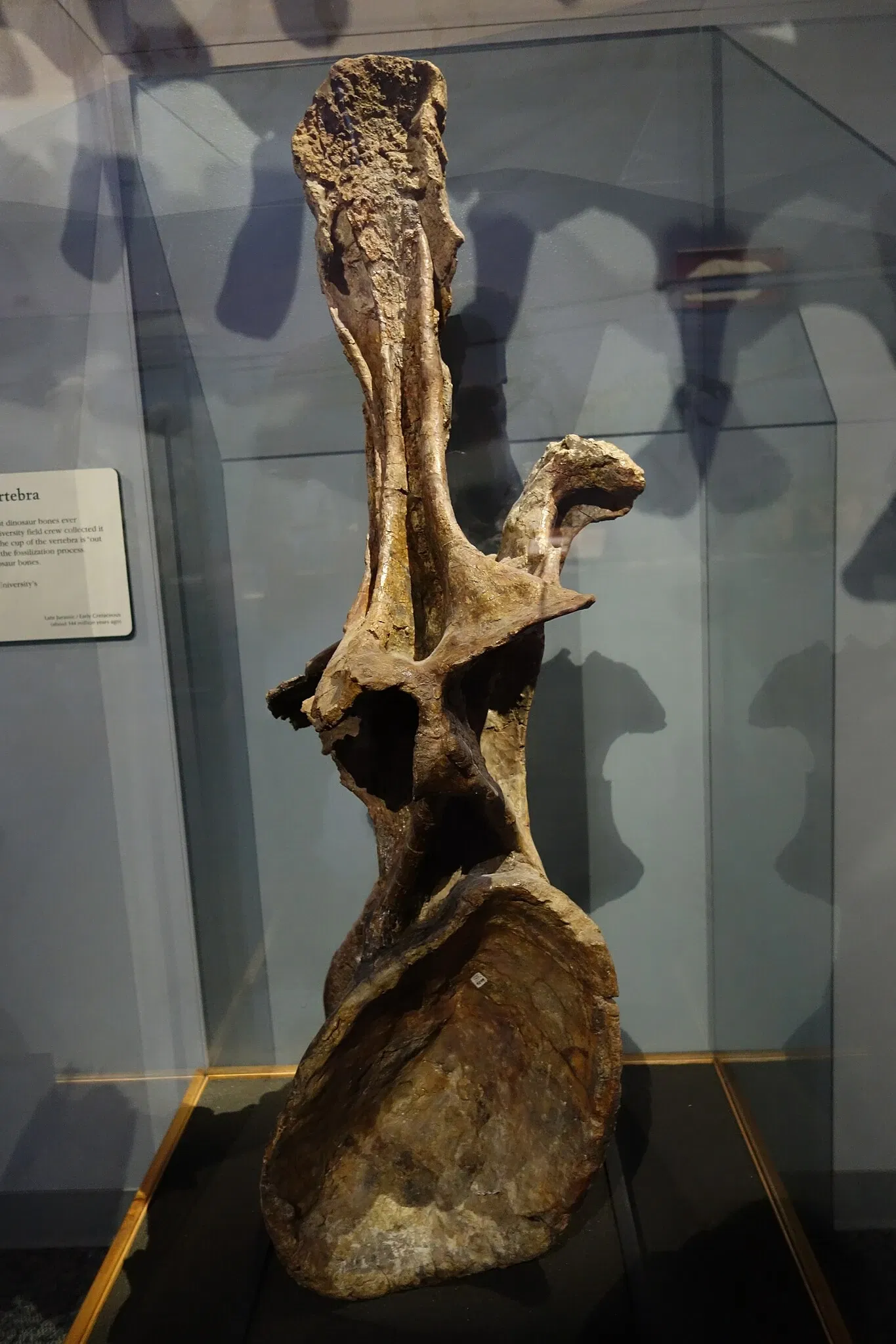 Museum of Ancient Life - Thanksgiving Point