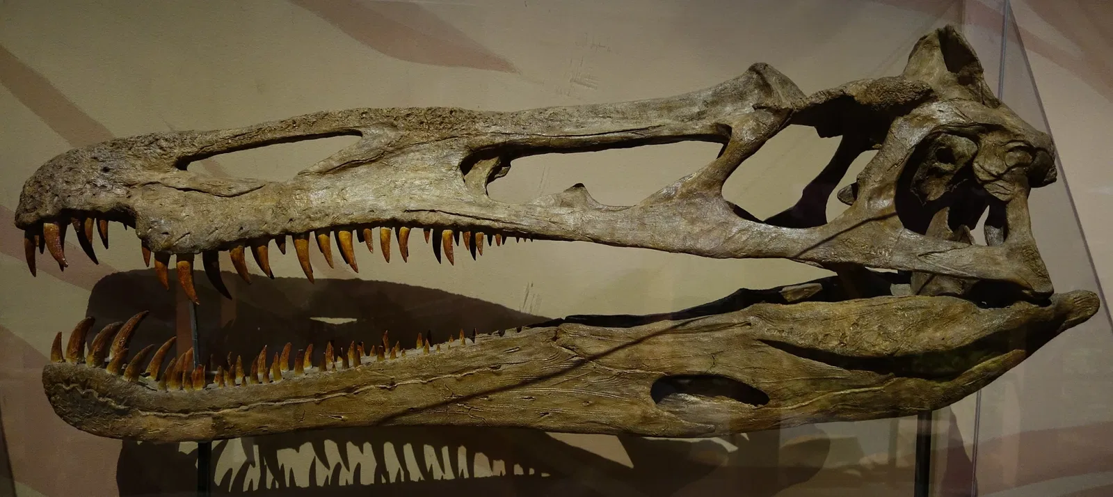 Museum of Ancient Life - Thanksgiving Point