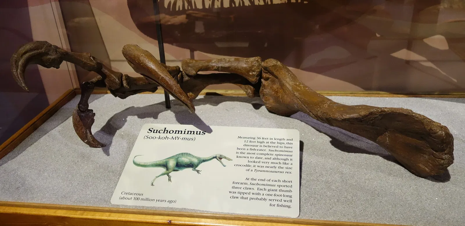 Museum of Ancient Life - Thanksgiving Point