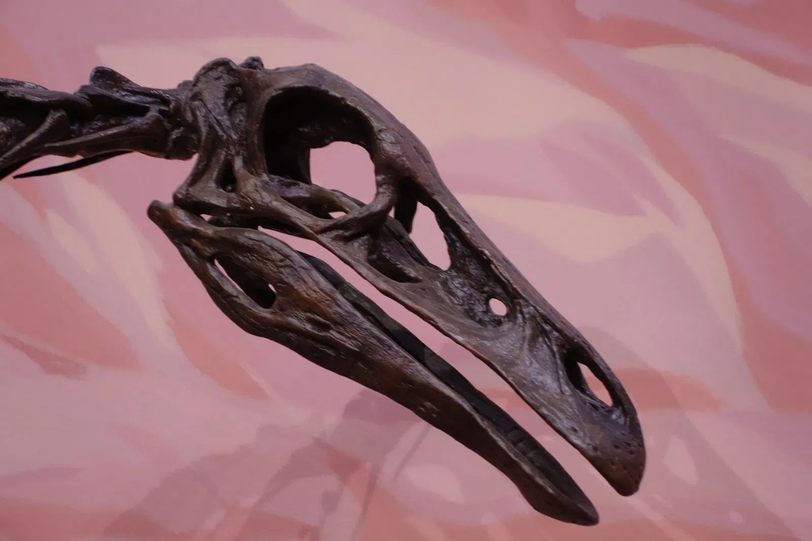 Museum of Ancient Life - Thanksgiving Point