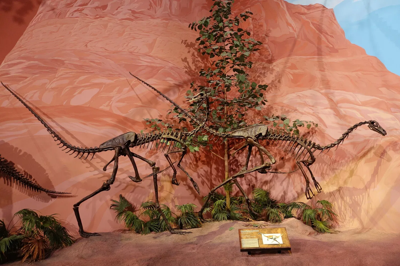 Museum of Ancient Life - Thanksgiving Point