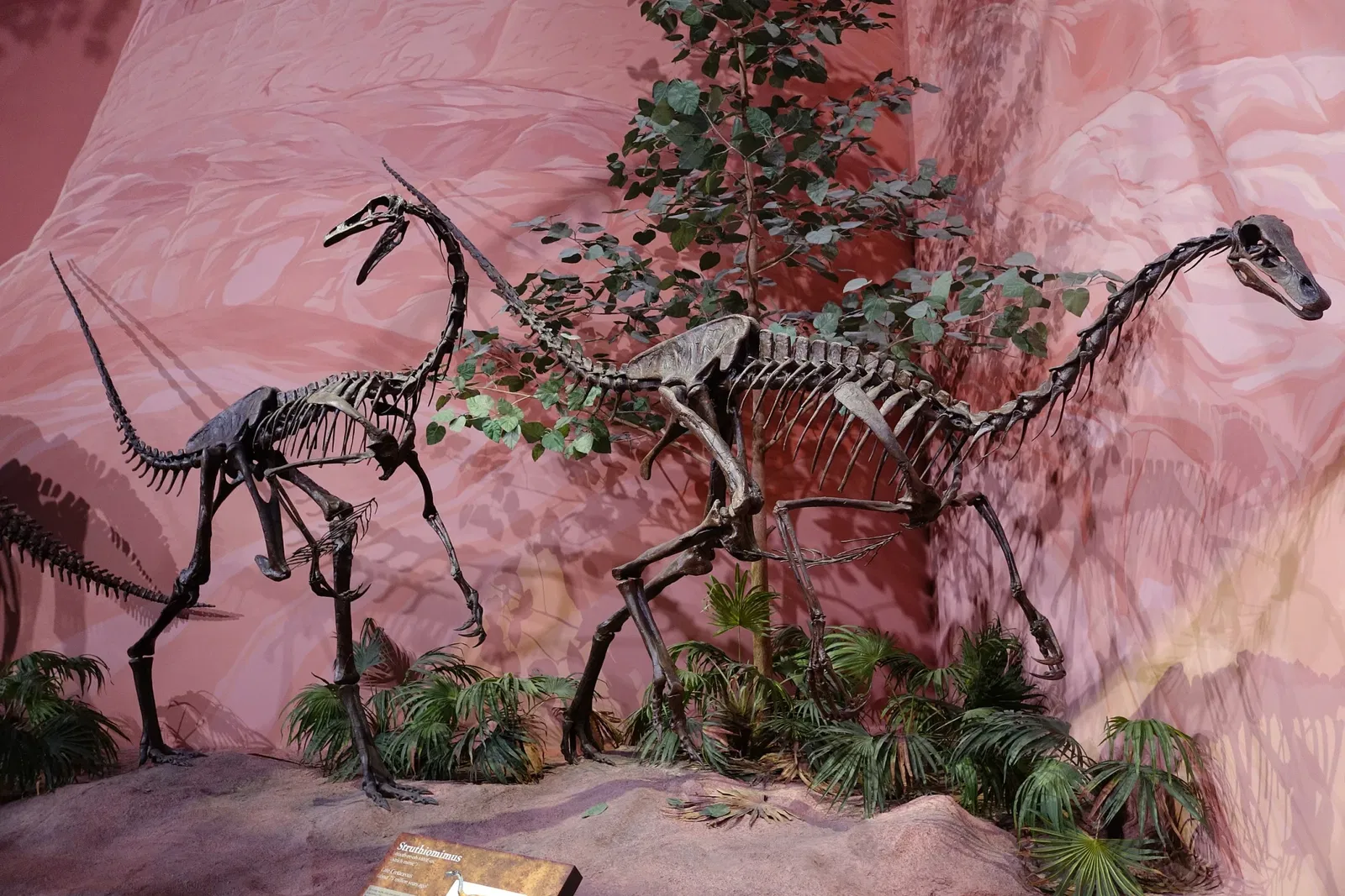 Museum of Ancient Life - Thanksgiving Point