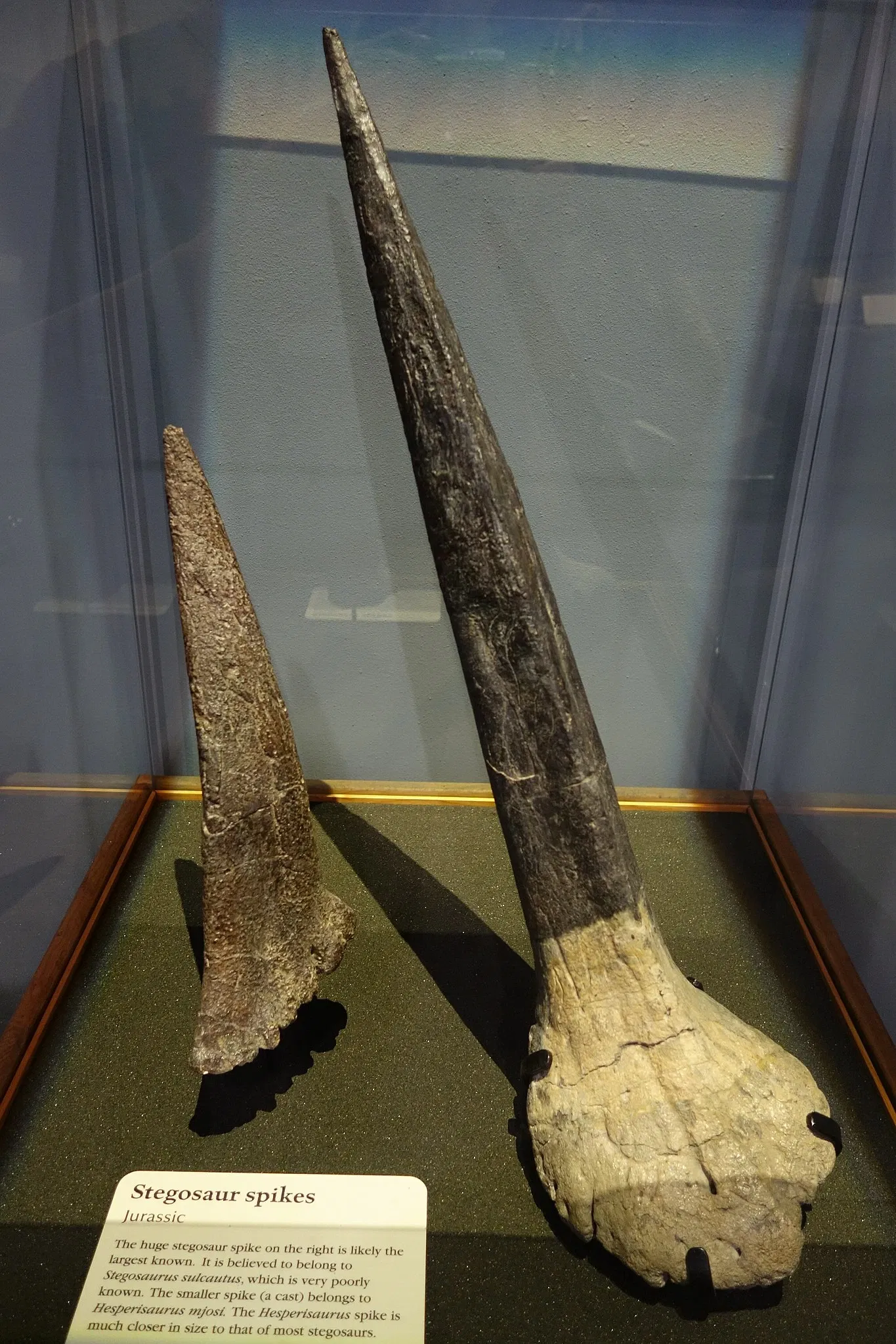 Museum of Ancient Life - Thanksgiving Point