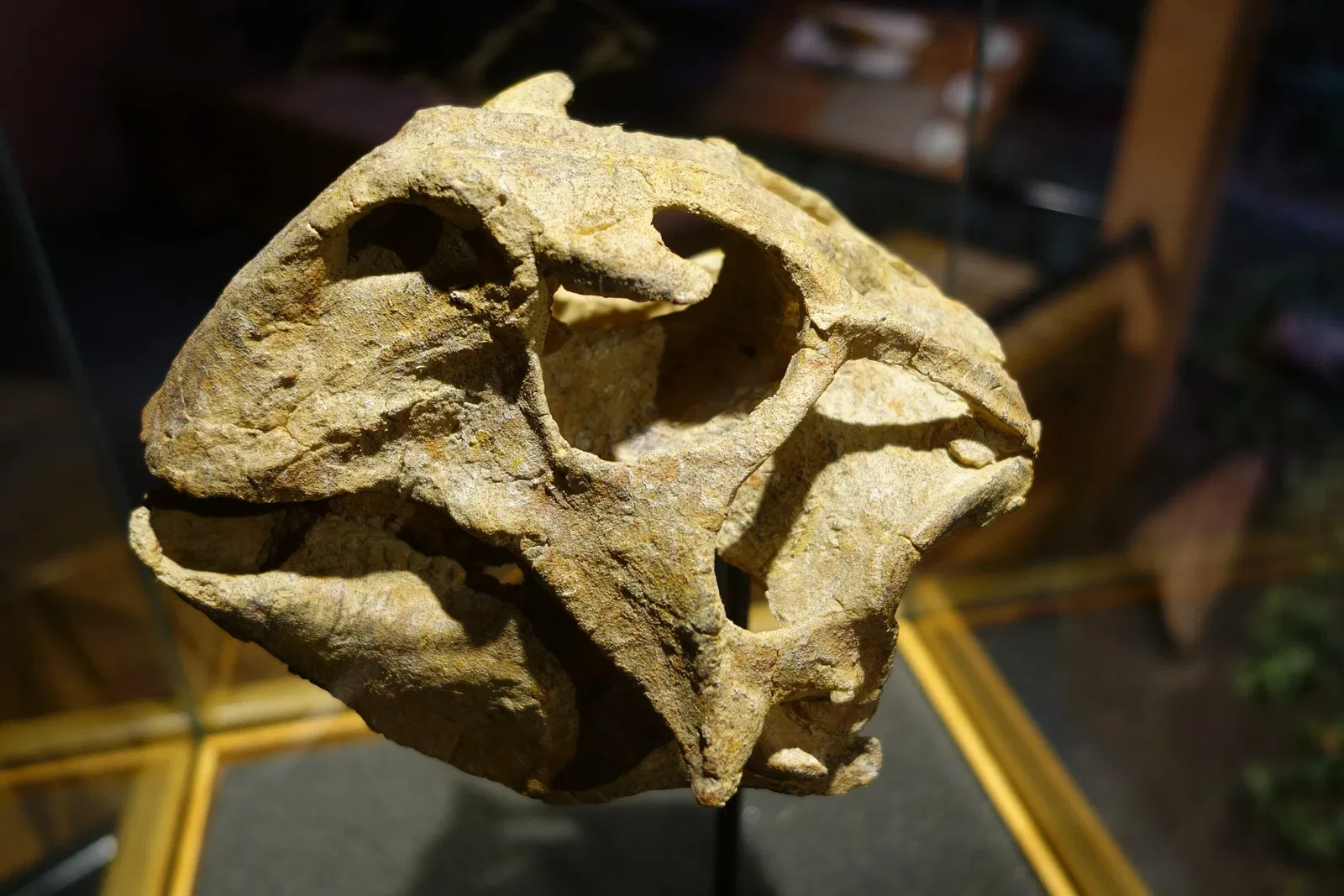 Museum of Ancient Life - Thanksgiving Point