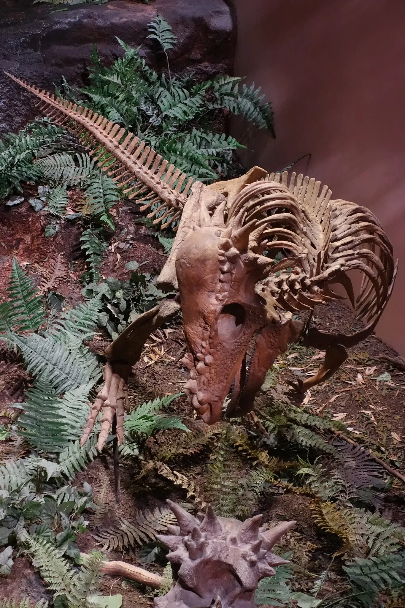 Museum of Ancient Life - Thanksgiving Point