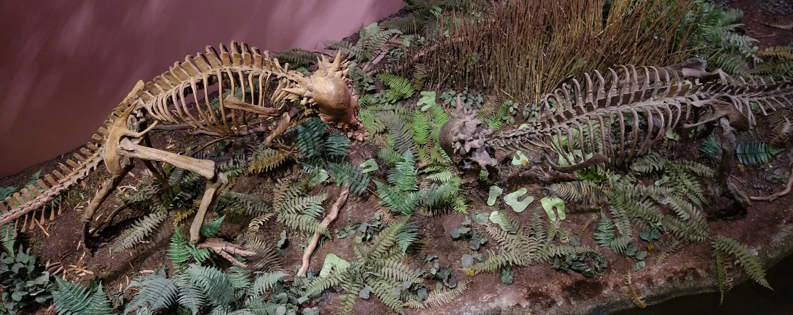 Museum of Ancient Life - Thanksgiving Point