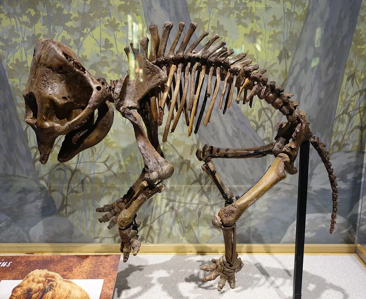 Museum of Ancient Life - Thanksgiving Point