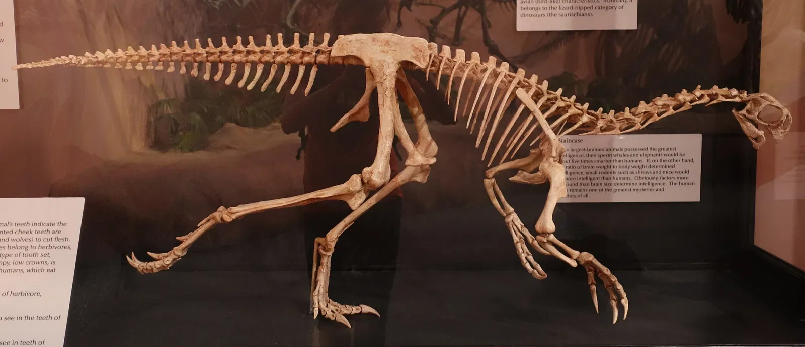 Museum of Ancient Life - Thanksgiving Point